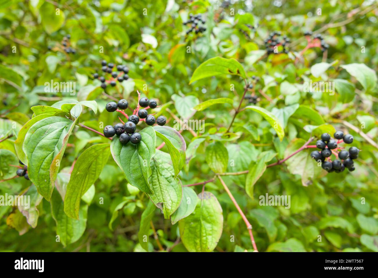 Dogwood Tree (Cornus sanguinea). Nahaufnahme von Beeren und Blättern eines Hartholzstrauchs, der in einer britischen Hecke wächst Stockfoto