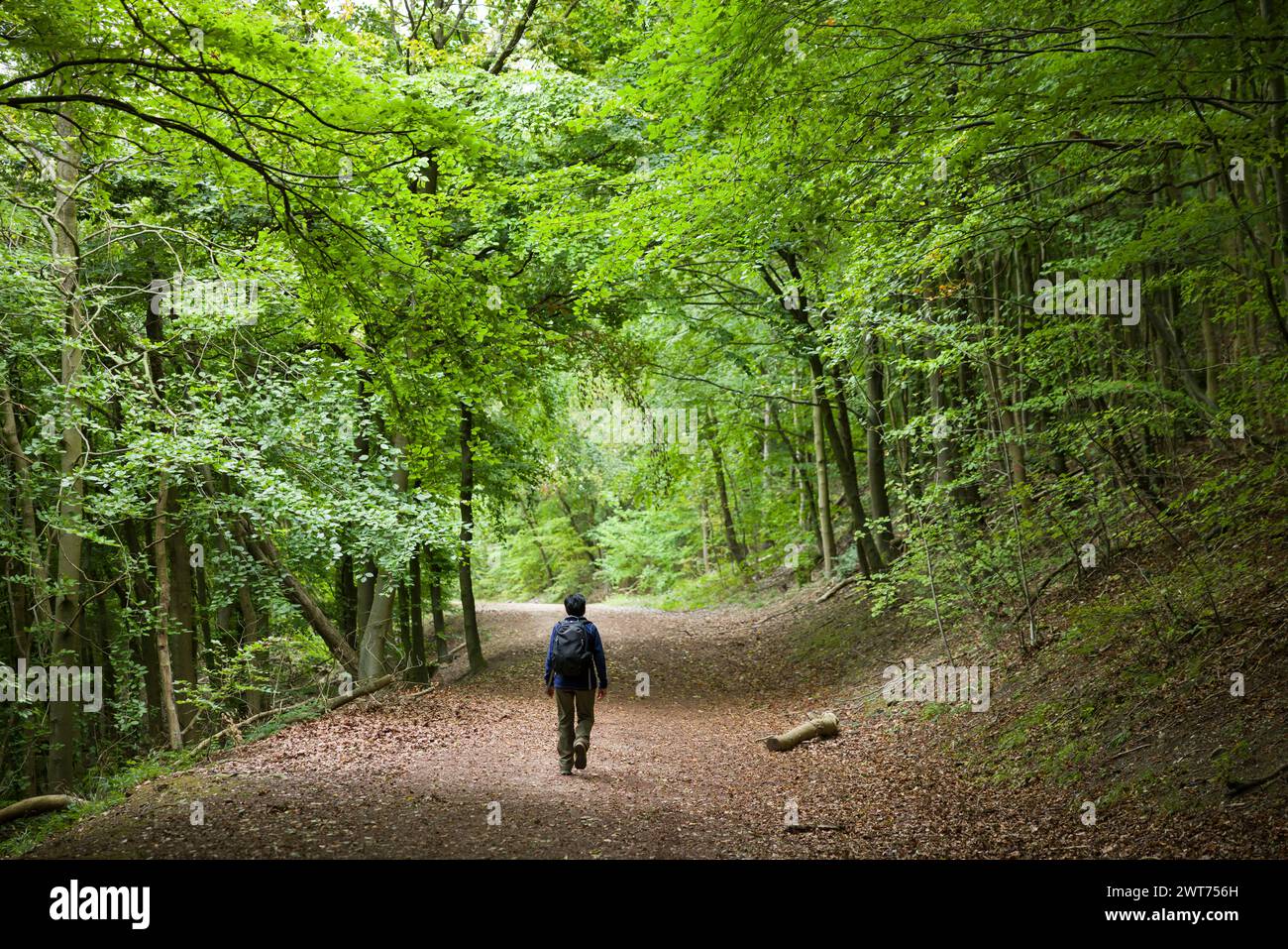 Asiatische Indianerin wandert allein auf einem Waldweg durch den Wald in Chiltern Hills. Wendover, Buckinghamshire, Großbritannien Stockfoto