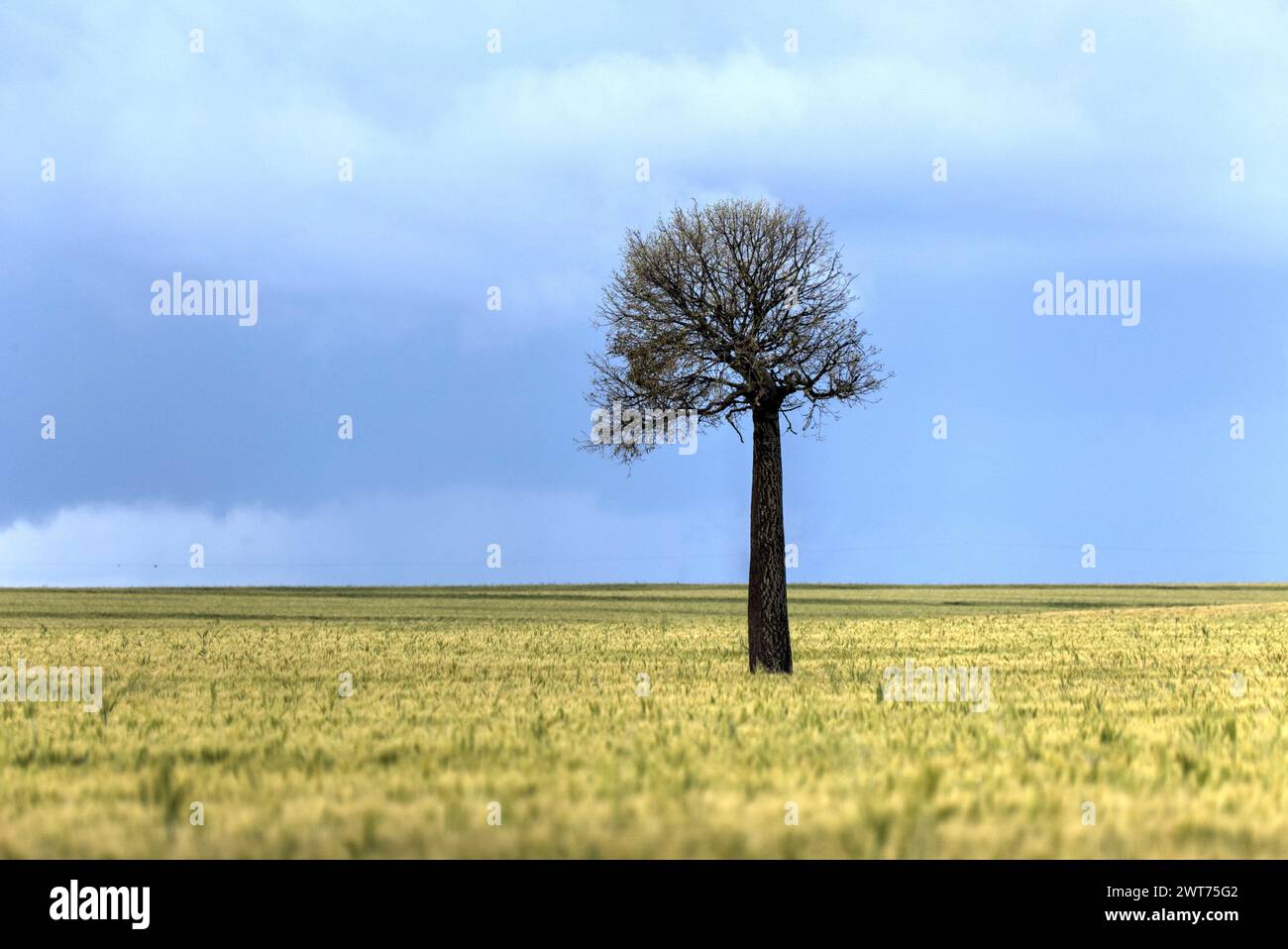 Lone Queensland Bottle Tree in einem Weizenfeld in der Nähe von Wallumbilla Queensland Australia Stockfoto