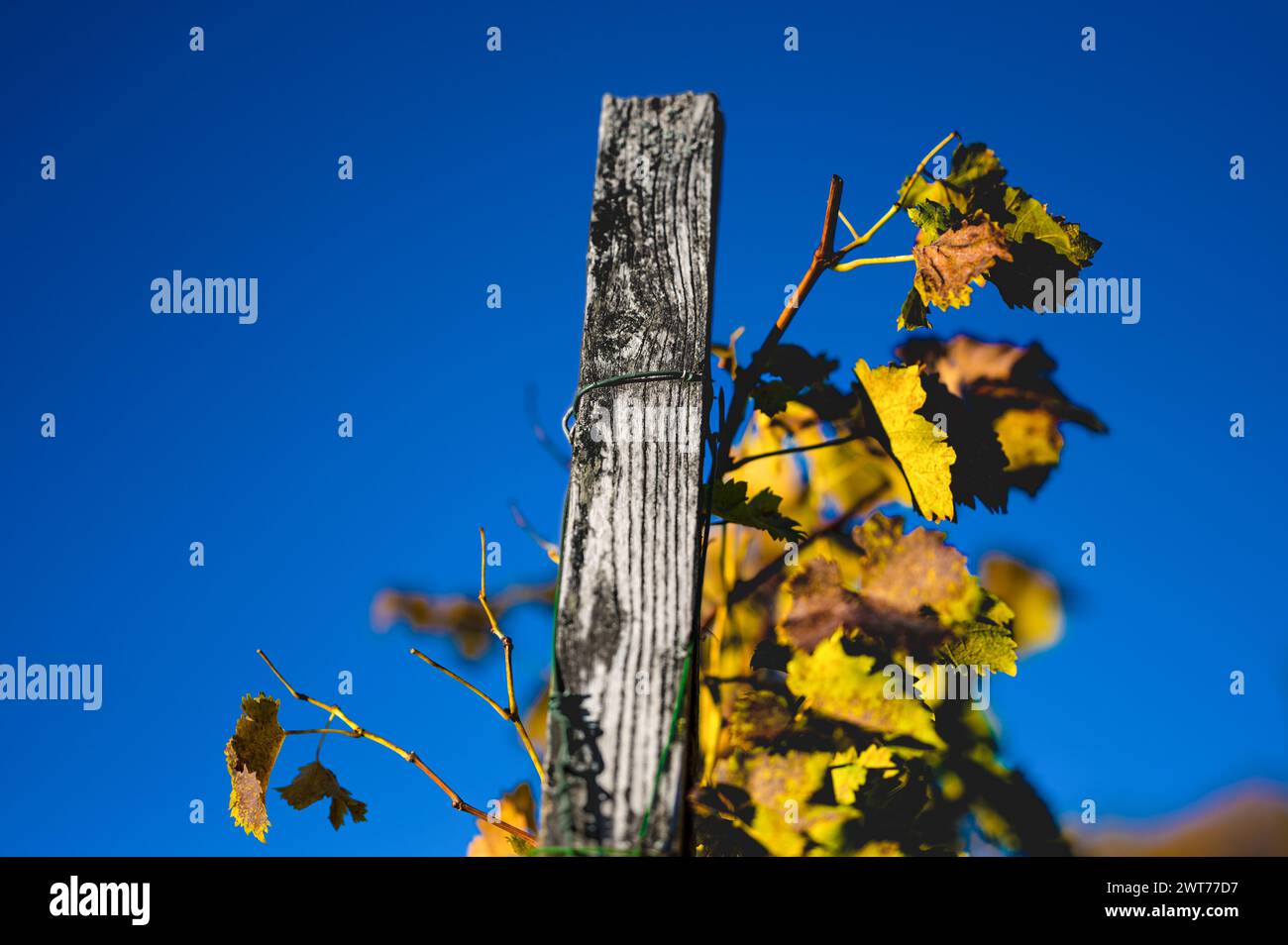 Weinstock mit Stützpfahl und verwelkten Blättern vor blauem Himmel. Herbstatmosphäre in einem süddeutschen Weinberg. Stockfoto