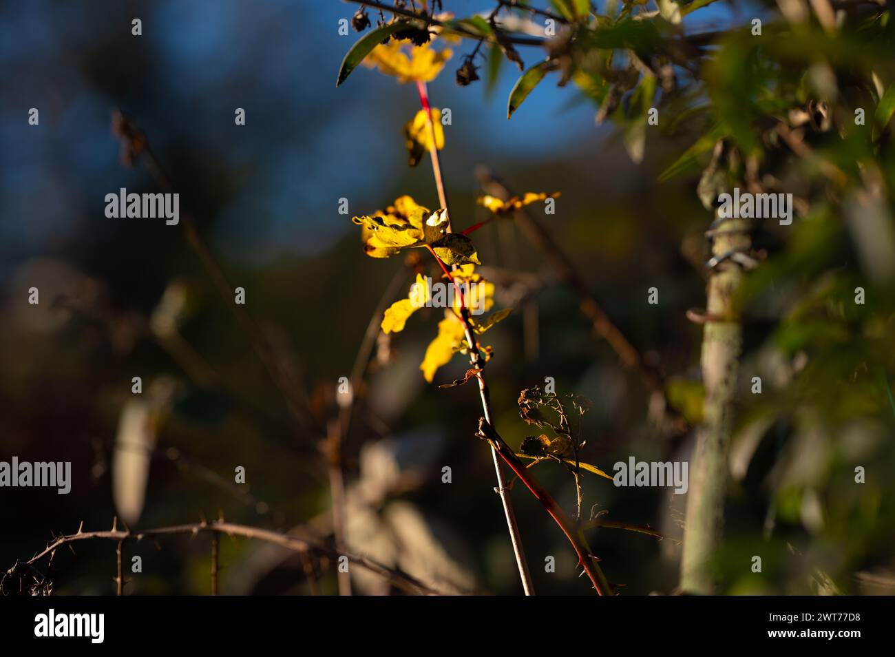 Die Farben des Herbstes: Blätter und getrocknete Zweige - teilweise hinterleuchtet am Abend Stockfoto