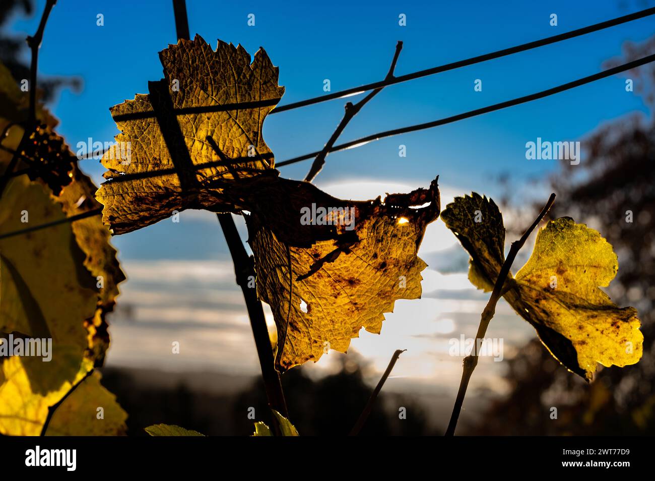 Herbstatmosphäre: Herbstfarbene Weinblätter auf der Rebe gegen das Licht. Stockfoto