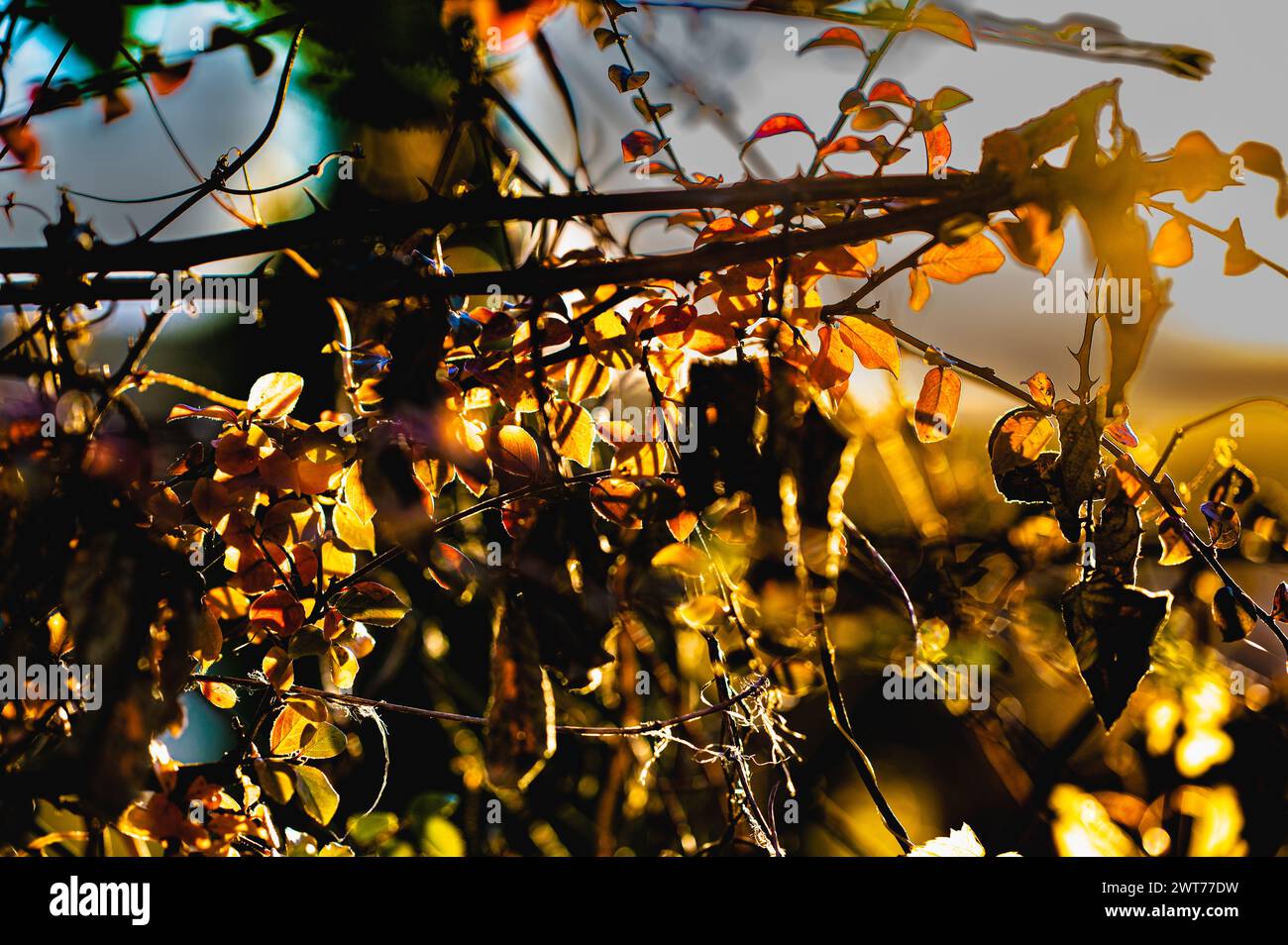 Herbsteindrücke: Büsche beleuchtet zur goldenen Stunde Stockfoto