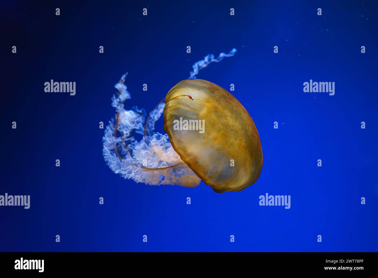 Wassernessel, Orangenqualle oder Chrysaora fuscescens schwimmen im blauen Wasser des Aquarientanks. Wasserorganismen, Tiere, Unterwasserlebewesen, Biodive Stockfoto