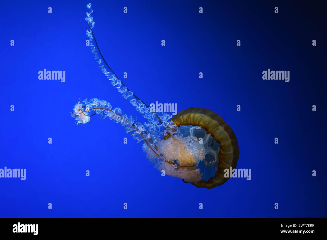 Wassernessel, Orangenqualle oder Chrysaora fuscescens schwimmen im blauen Wasser des Aquarientanks. Wasserorganismen, Tiere, Unterwasserlebewesen, Biodive Stockfoto
