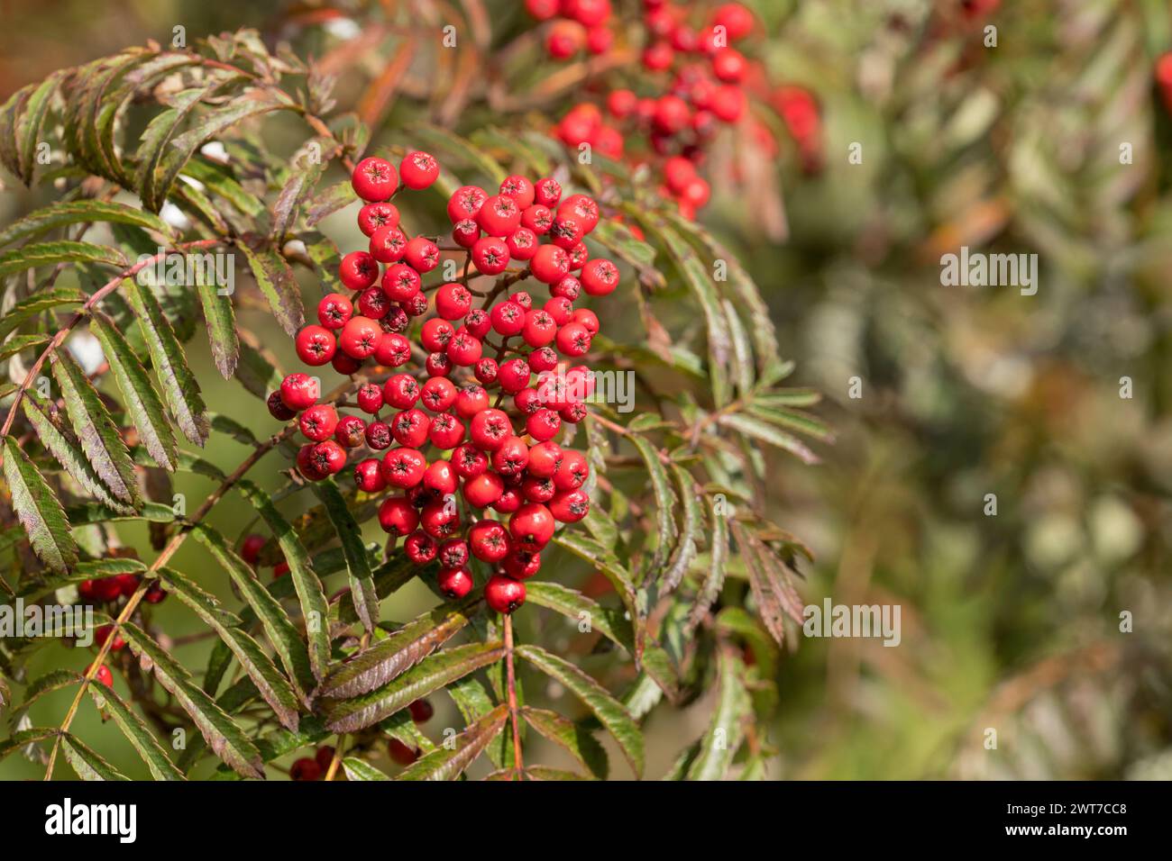 Beeren von Sorbus „Chinesische Spitze“. Gartenvariante von Rowan oder Mountain Ash.. Im Garten wachsen. Powys, Wales. September. Stockfoto