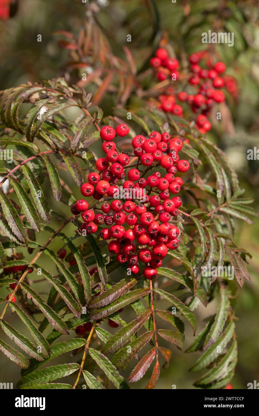 Beeren von Sorbus „Chinesische Spitze“. Gartenvariante von Rowan oder Mountain Ash.. Im Garten wachsen. Powys, Wales. September. Stockfoto