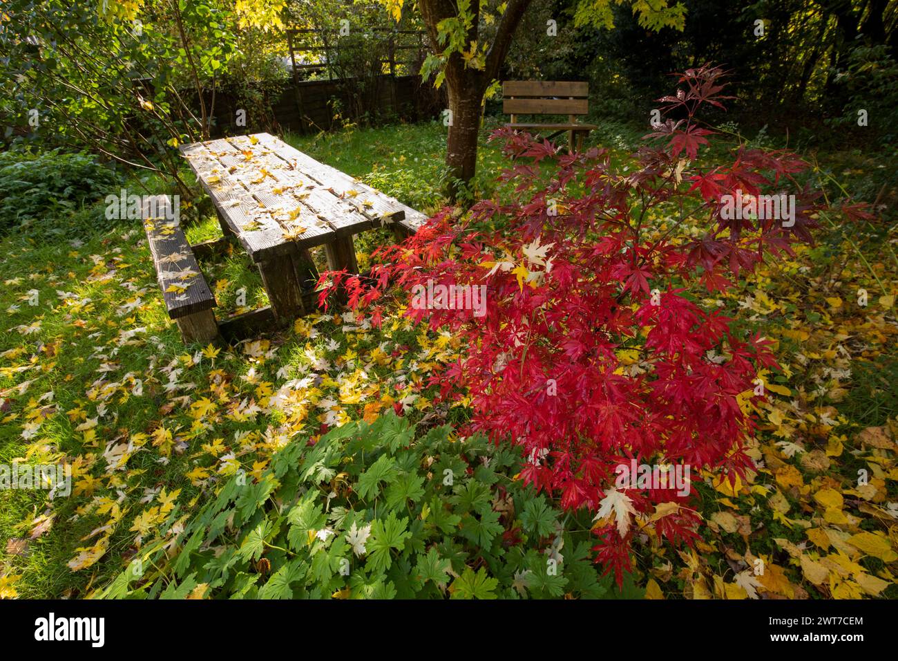 Gartenszene im Herbst mit japanischem Ahornholz Acer palmatum „atropurpureum“ und Bänken. Powys, Wales. Oktober. Stockfoto