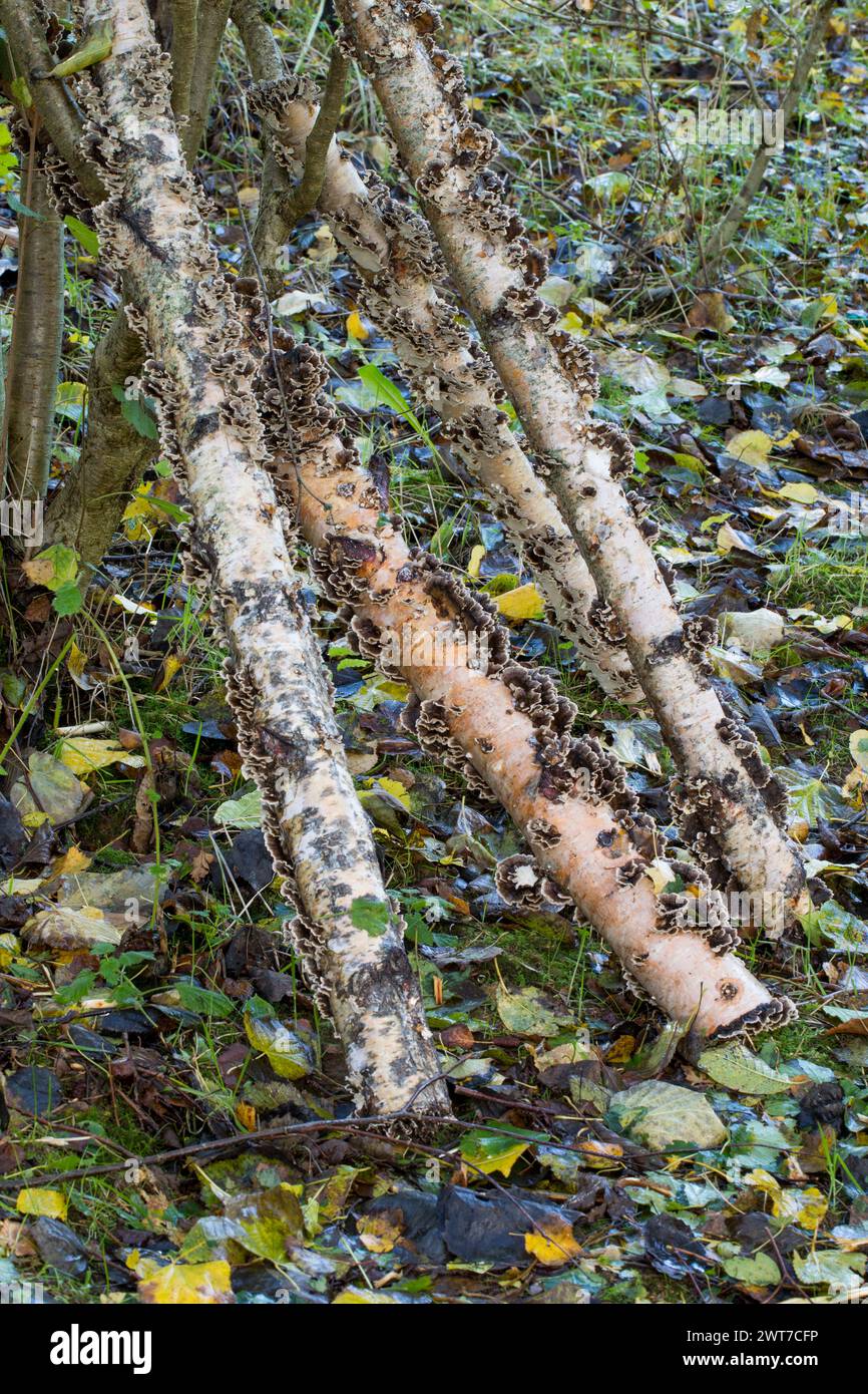 Truthahnschwanzpilze (Trametes versicolor), die aus geimpften Birkenstämmen wachsen, die als kommerzielle Kulturpflanze angebaut werden. Powys, Wales. November... Stockfoto