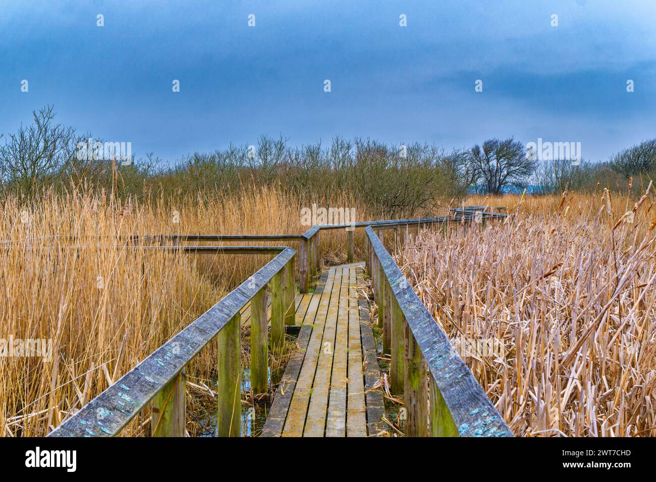 Natur 2000 Vogelreservat Han Vejle in Thy., Dänemark Stockfoto