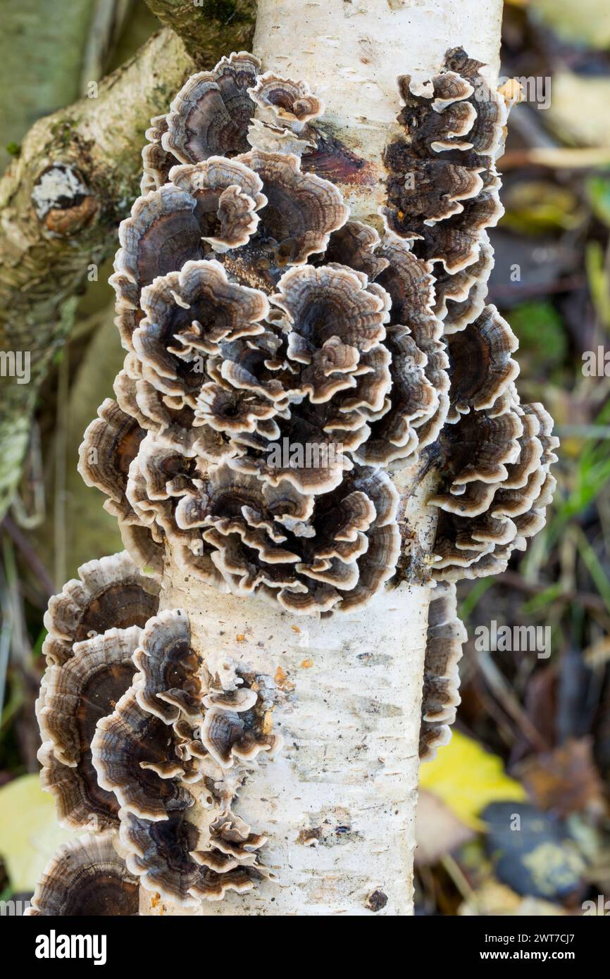 Truthahnschwanzpilze (Trametes versicolor), die aus geimpften Birkenstämmen wachsen, die als kommerzielle Kulturpflanze angebaut werden. Powys, Wales. November... Stockfoto