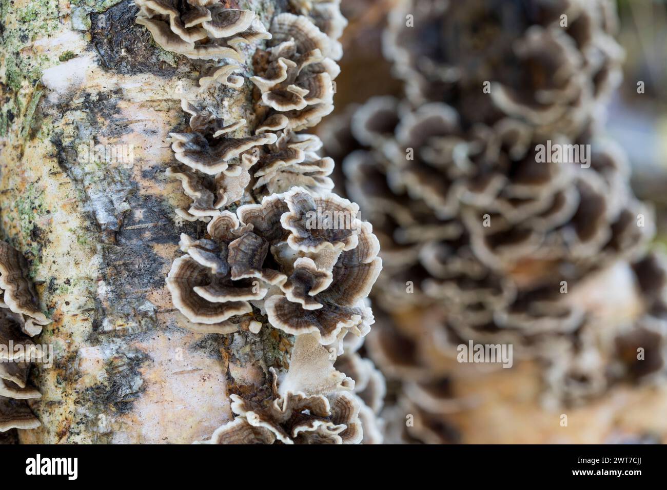 Truthahnschwanzpilze (Trametes versicolor), die aus geimpften Birkenstämmen wachsen, die als kommerzielle Kulturpflanze angebaut werden. Powys, Wales. November... Stockfoto