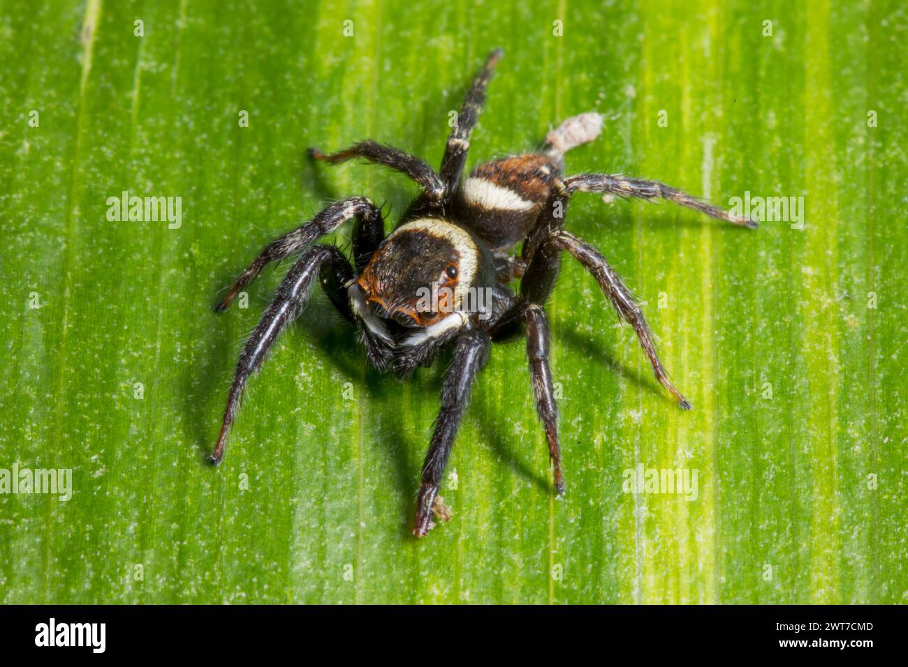 Adansons Hausspringer Jumping Spider (Hasarius adansoni) erwachsener Mann auf einem Blatt. Gefunden in einem Gartencenter. Carrmarthenshire, Wales. November. Stockfoto