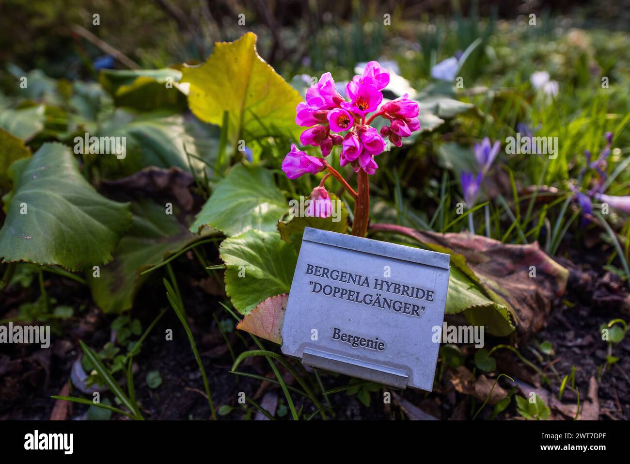 Bergenia Perennial, Bergenia Hybride Doppelgänger Karl Foerster Haus und Garten. Am Raubfang, Potsdam, Brandenburg, Brandenburg, Deutschland Stockfoto