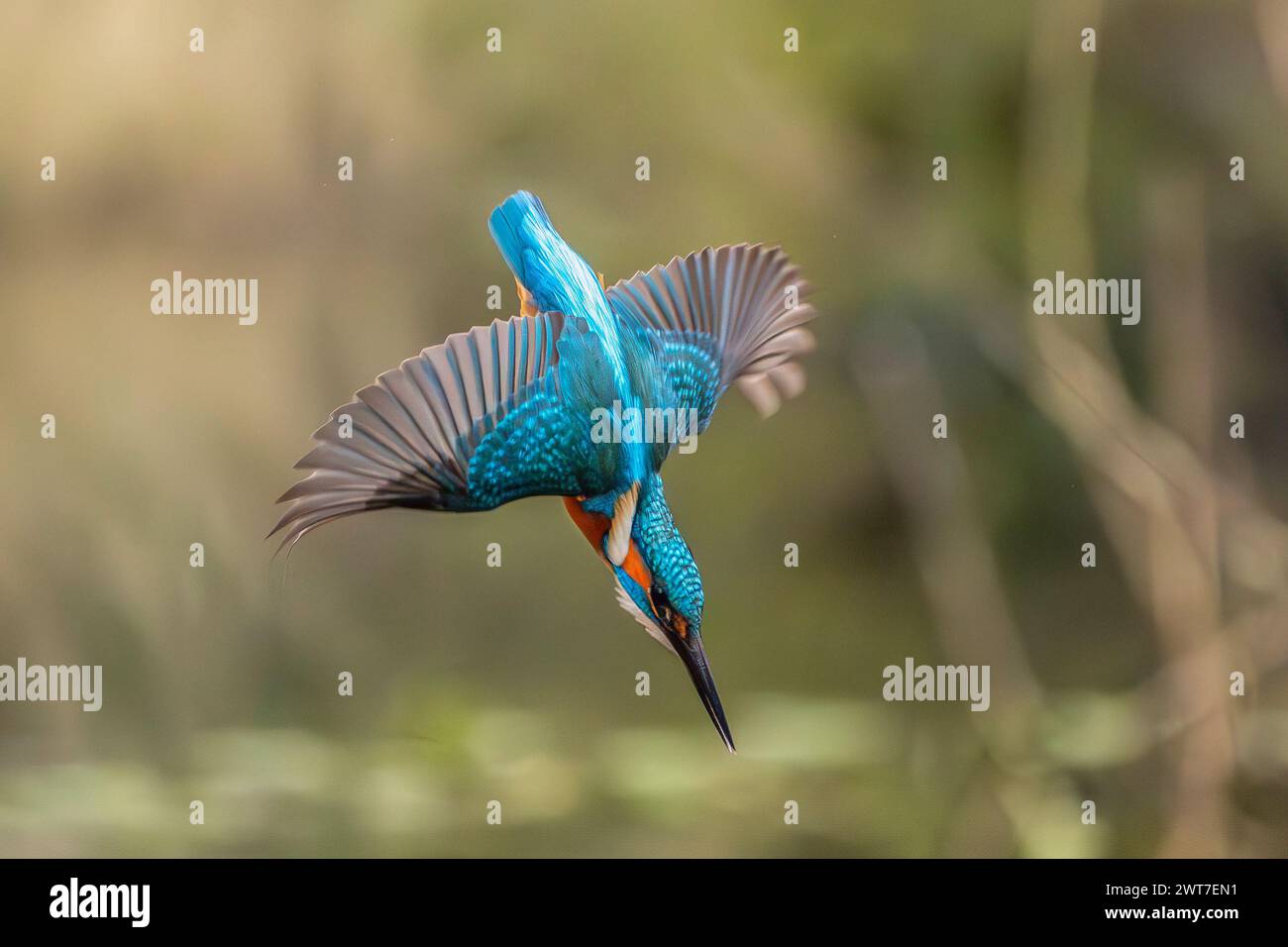 Gewöhnlicher eisvogel Tauchen, Alcedo atmet das Stockfoto