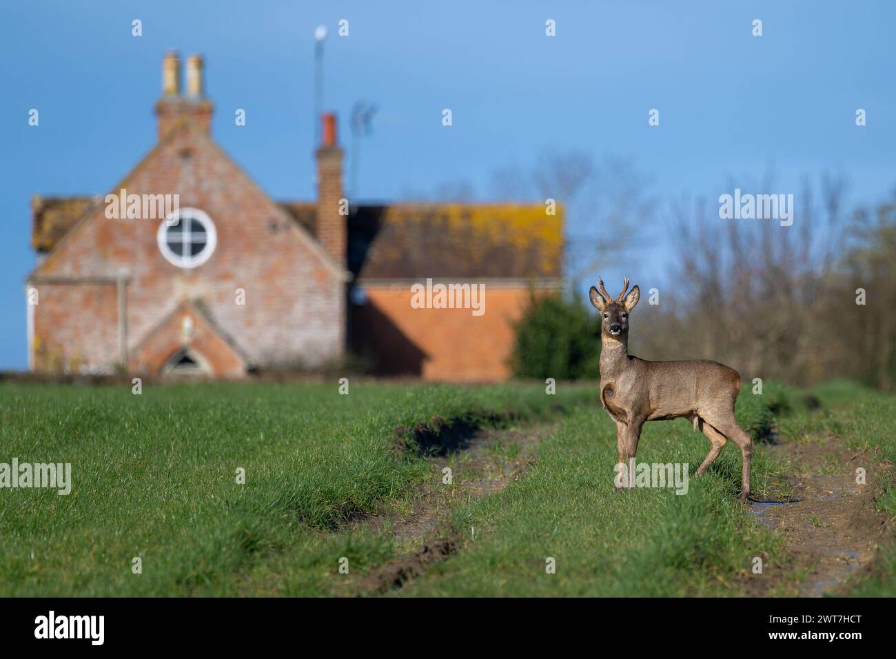 Reh Stockfoto