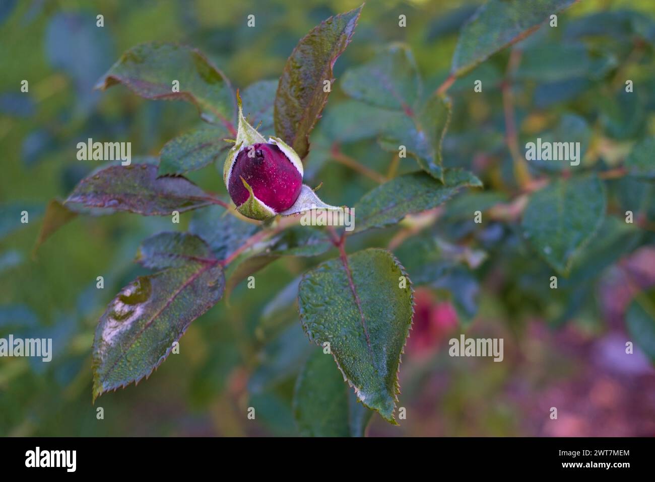 Rote Rosenknospe Nahaufnahme von vorne, Makro Stockfoto