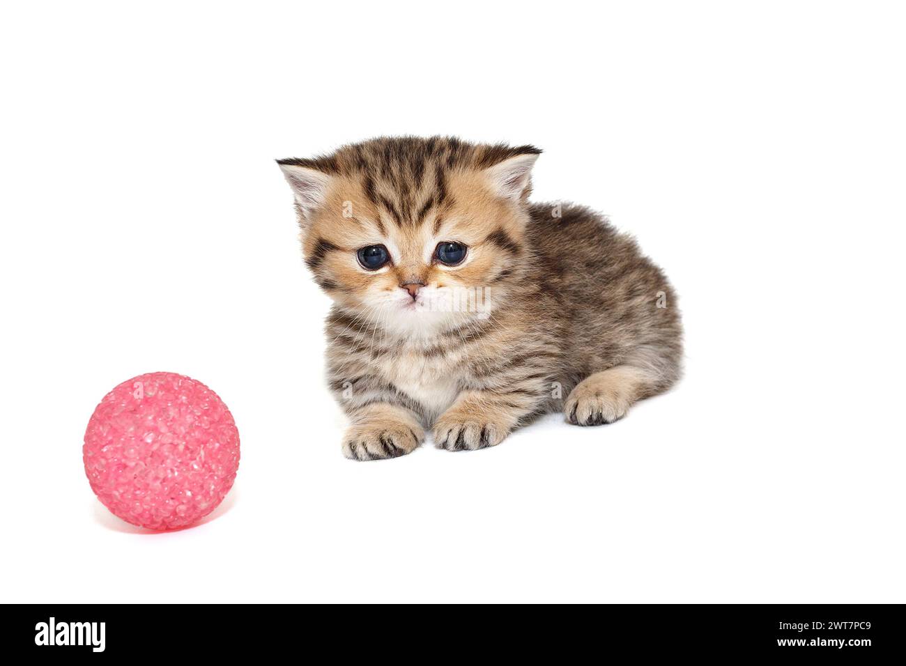 Schottisches Kätzchen mit kurzen Pfoten, rot gestreift, 1 Monat alt, sitzt neben einem rosa Ball. Isoliert auf weißem Hintergrund. Stockfoto