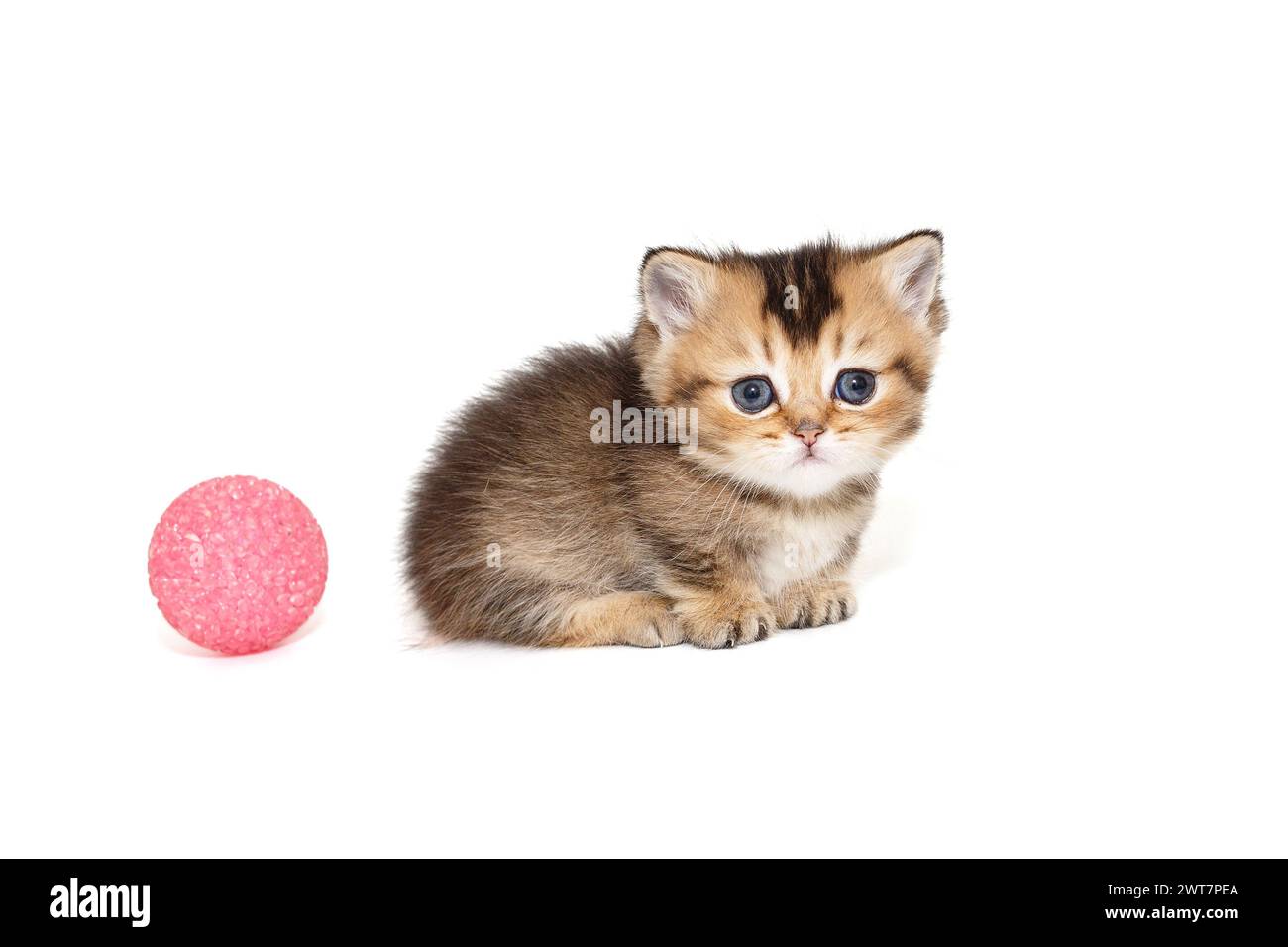 Kleine schottische, kurzbeinige Katze, Seitenansicht, isoliert auf weißem Hintergrund Stockfoto