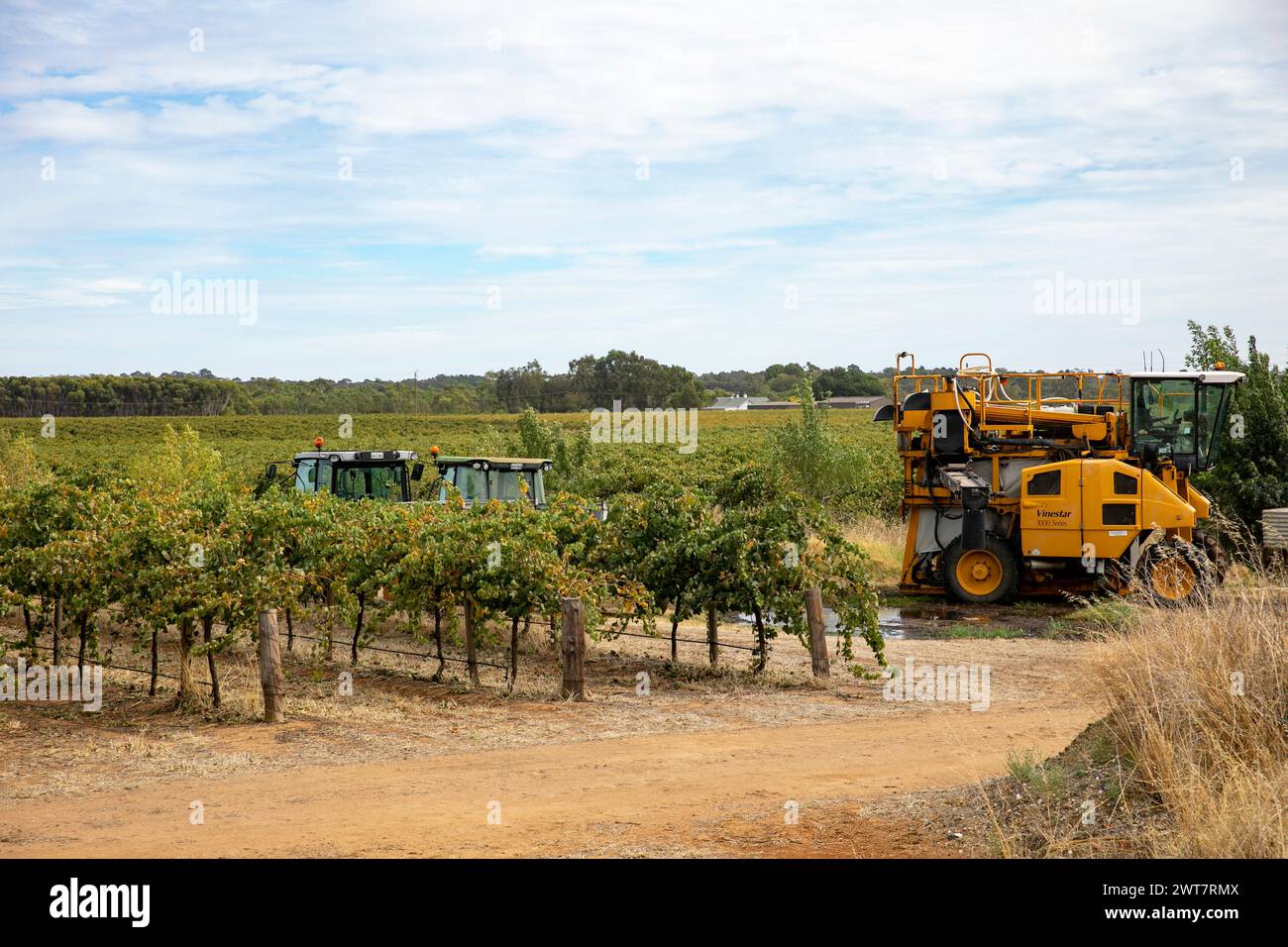 Barossa Valley, Ernte und Ernte von Weintrauben im Weinberg mit Traktoren und Traubenerntemaschinen, South Australia, 2024 Stockfoto