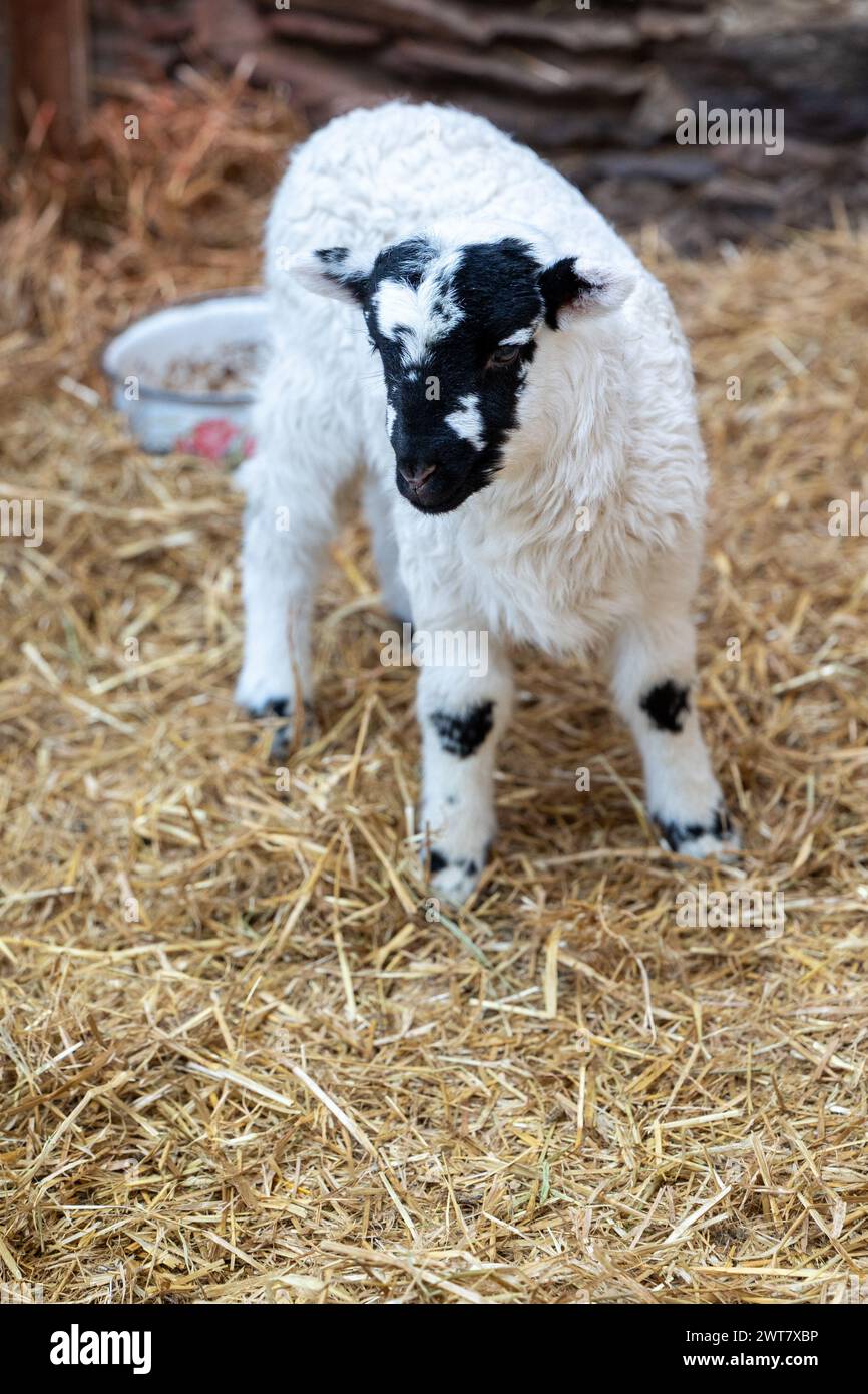 Slea Head Drive, Dingle Peninsula, Irland Stockfoto