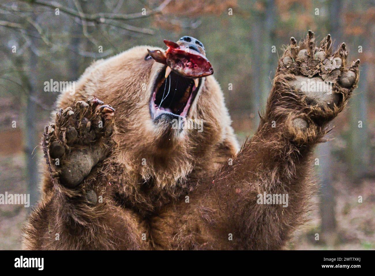 Brünn, Tschechische Republik. März 2024. People Enjoy Event Willkommen im Frühling im Zoo Brünn, Tschechische Republik, 16. März 2024. Abgebildet Kamtschatka-Bär (Ursus arctos beringianus) abgebildet. Quelle: Patrik Uhlir/CTK Photo/Alamy Live News Stockfoto