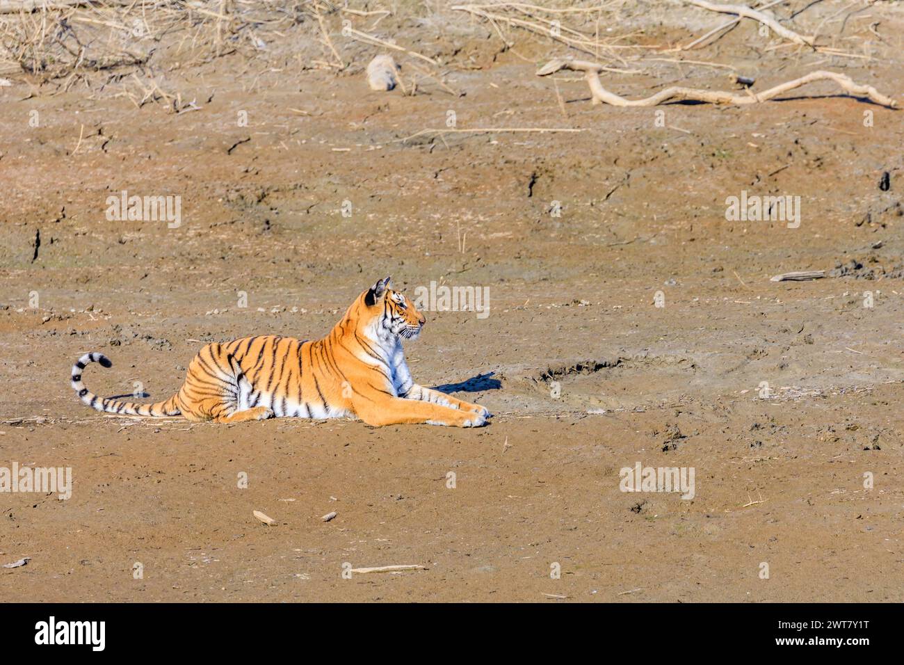 Alarmieren Sie Tigress, die auf offenem Boden sitzt Stockfoto