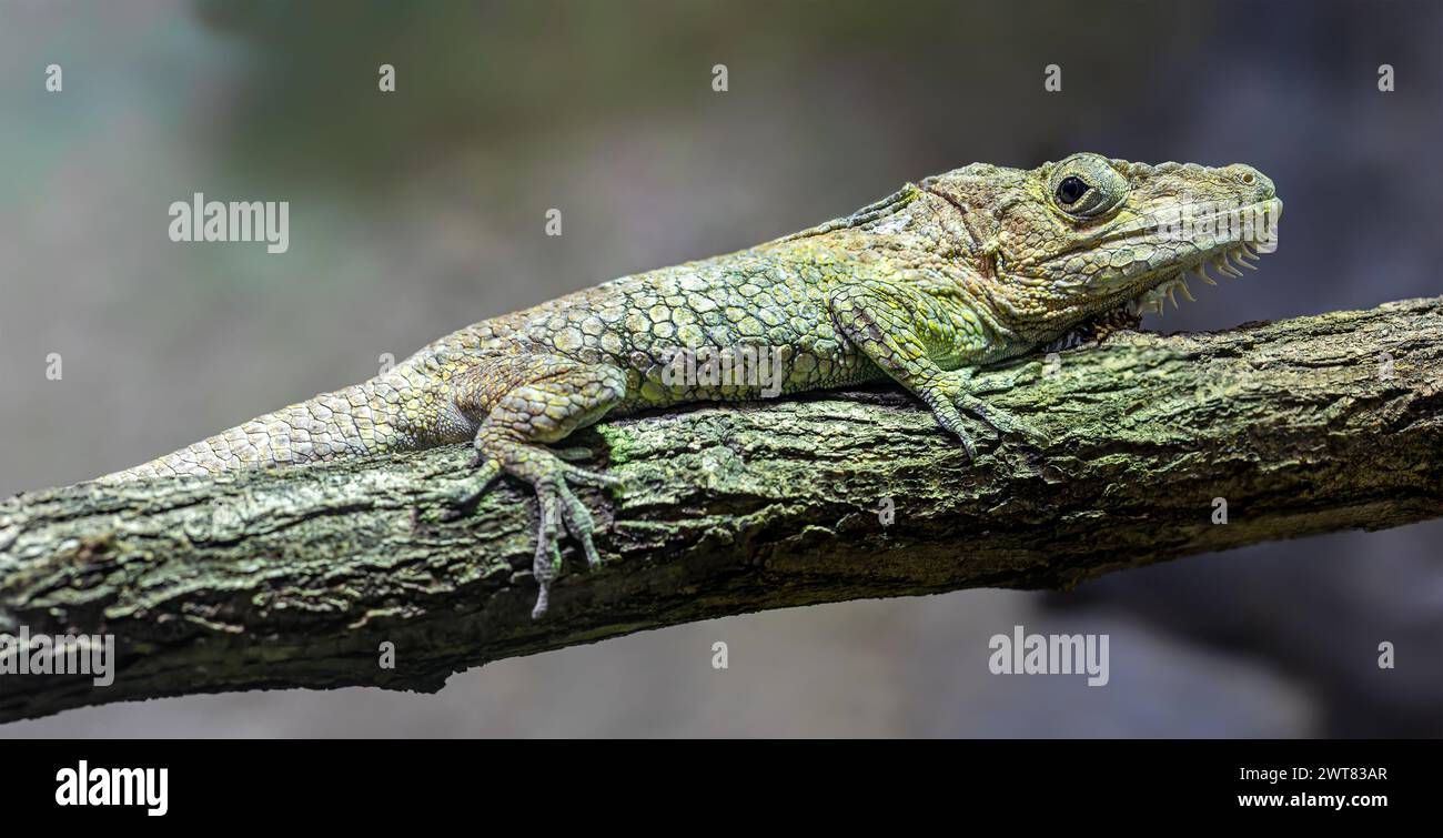Nahaufnahme einer Westernbärtanole (Anolis barbatus) Stockfoto