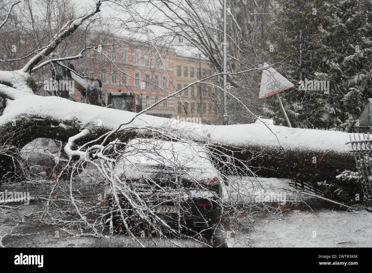 Oslo 20240316.Ein Baum ist auf mehrere Autos auf Frogner in Oslo gefallen. Foto: Frederik Ringnes / NTB Stockfoto