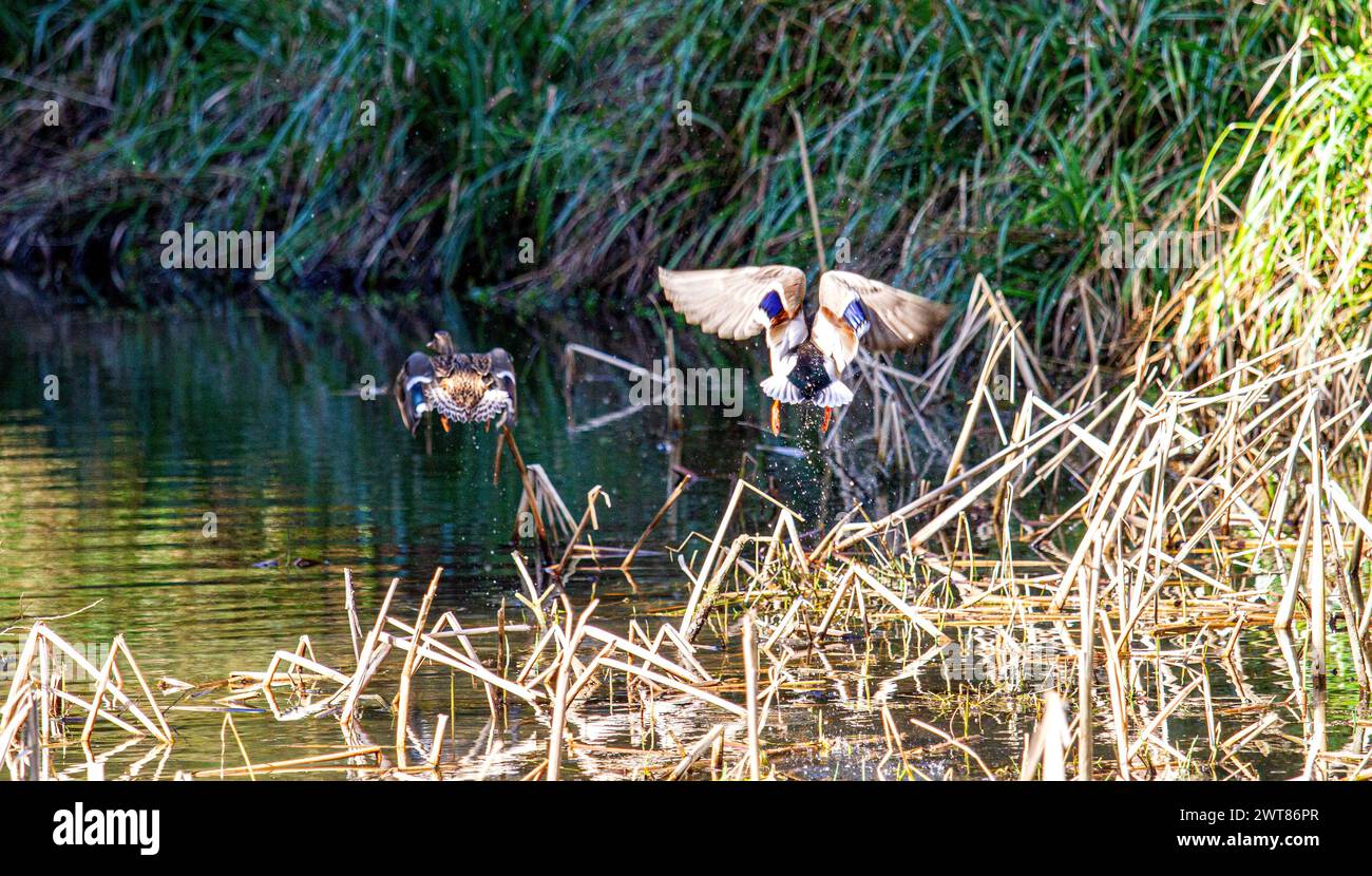 Dundee, Tayside, Schottland, Großbritannien. März 2024. Wetter in Großbritannien: Ein Hundeschlittenläufer und Stockenten duckt sich und genießt das frühlingshafte Wetter im Caird Park in Dundee. Quelle: Dundee Photographics/Alamy Live News Stockfoto