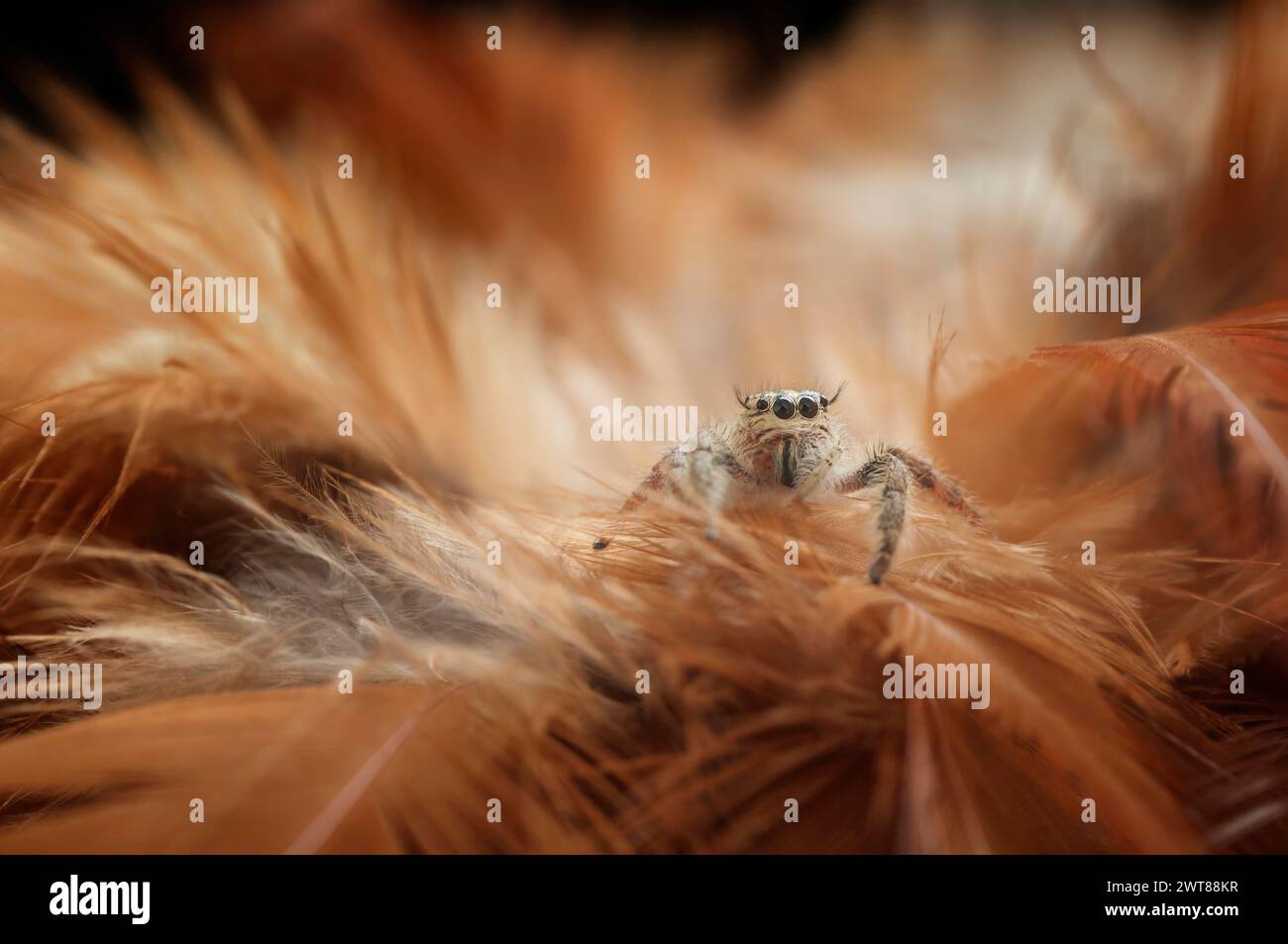 Springende Spinne Zwischen Federn Stockfoto