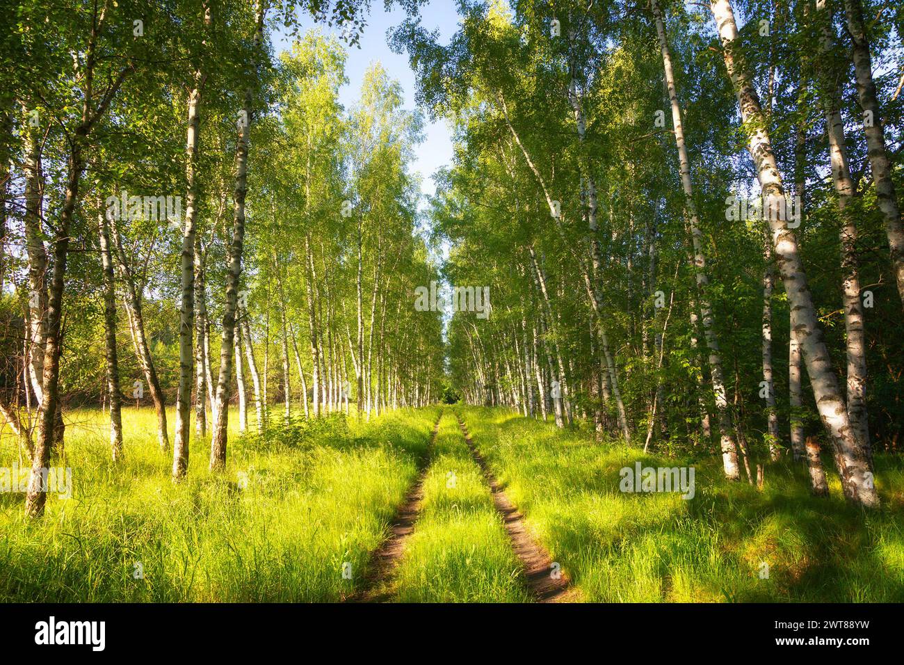 Birkenhain an klaren Sommertagen Stockfoto