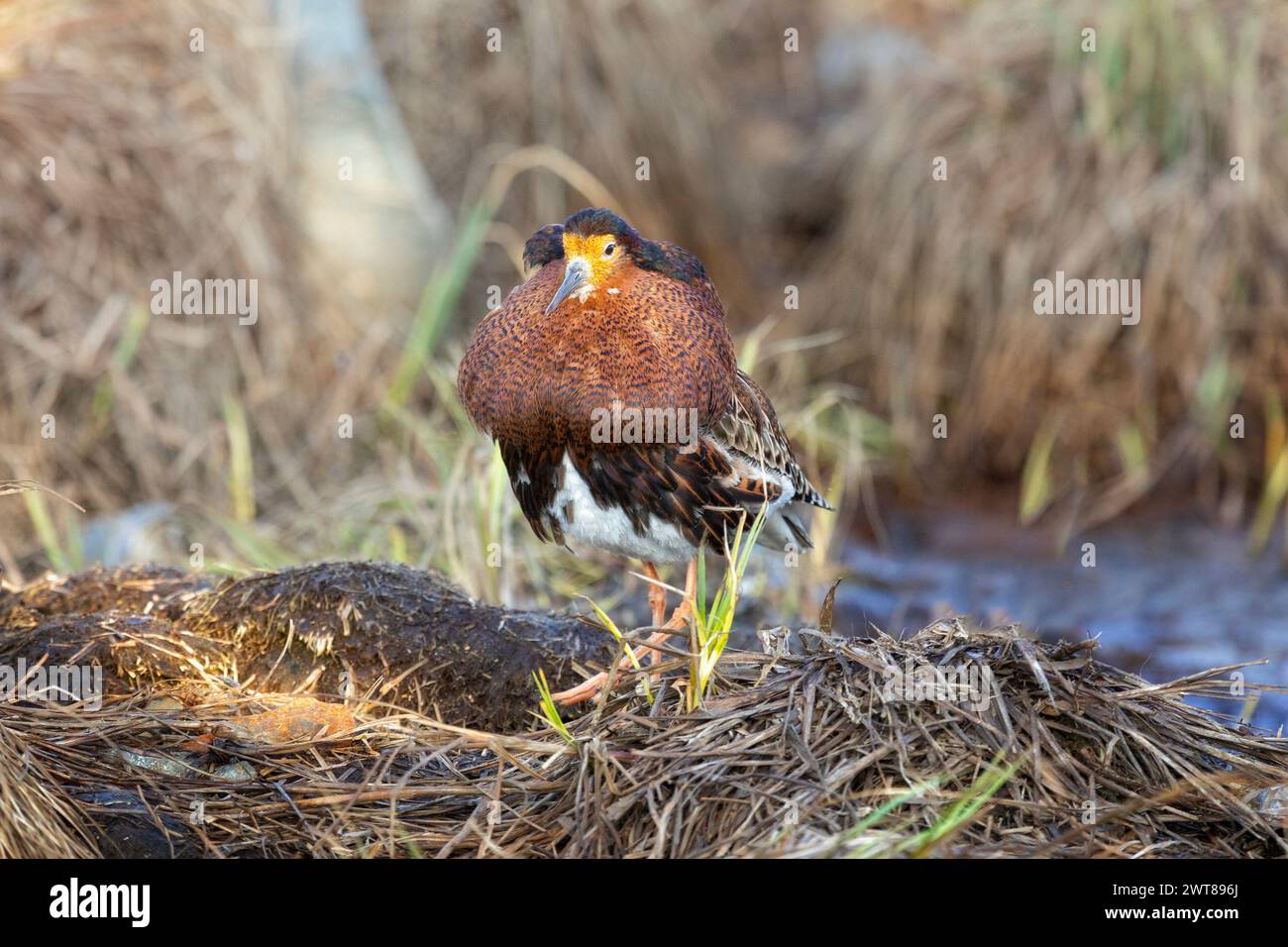 Männlicher Ruff (Vogel) im Brutgefieder steht am Ufer des Sees Stockfoto