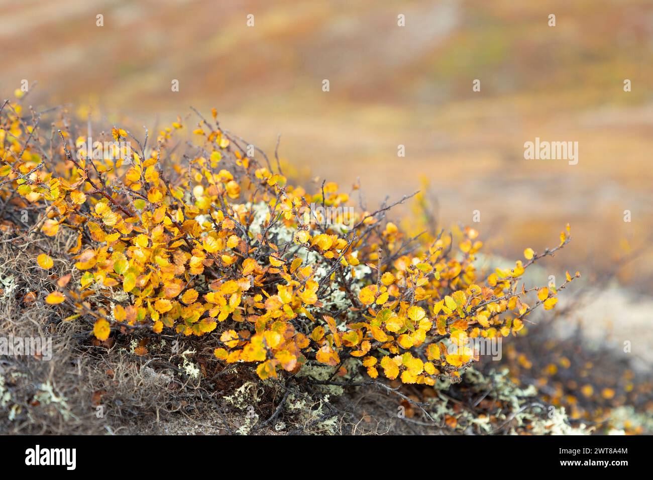 Zwergbirkenzweige mit gelben Blättern Stockfoto