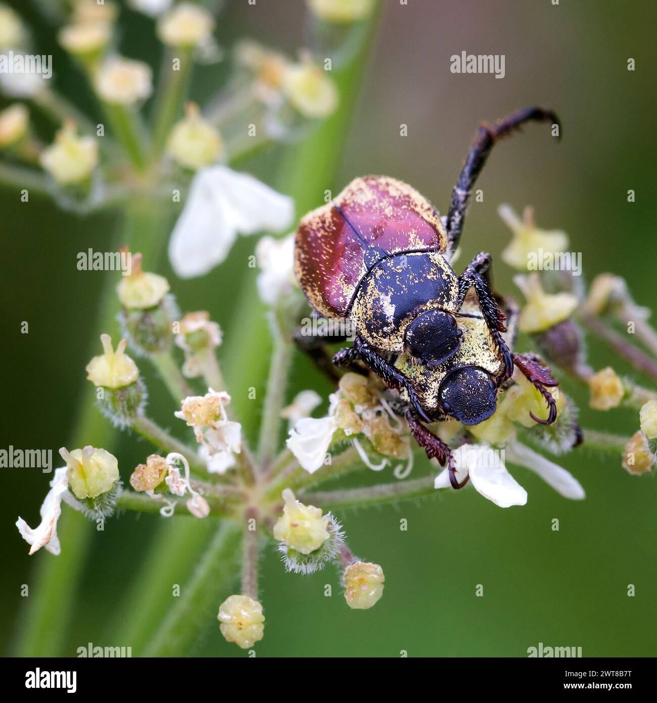 Blume Chafer Stockfoto