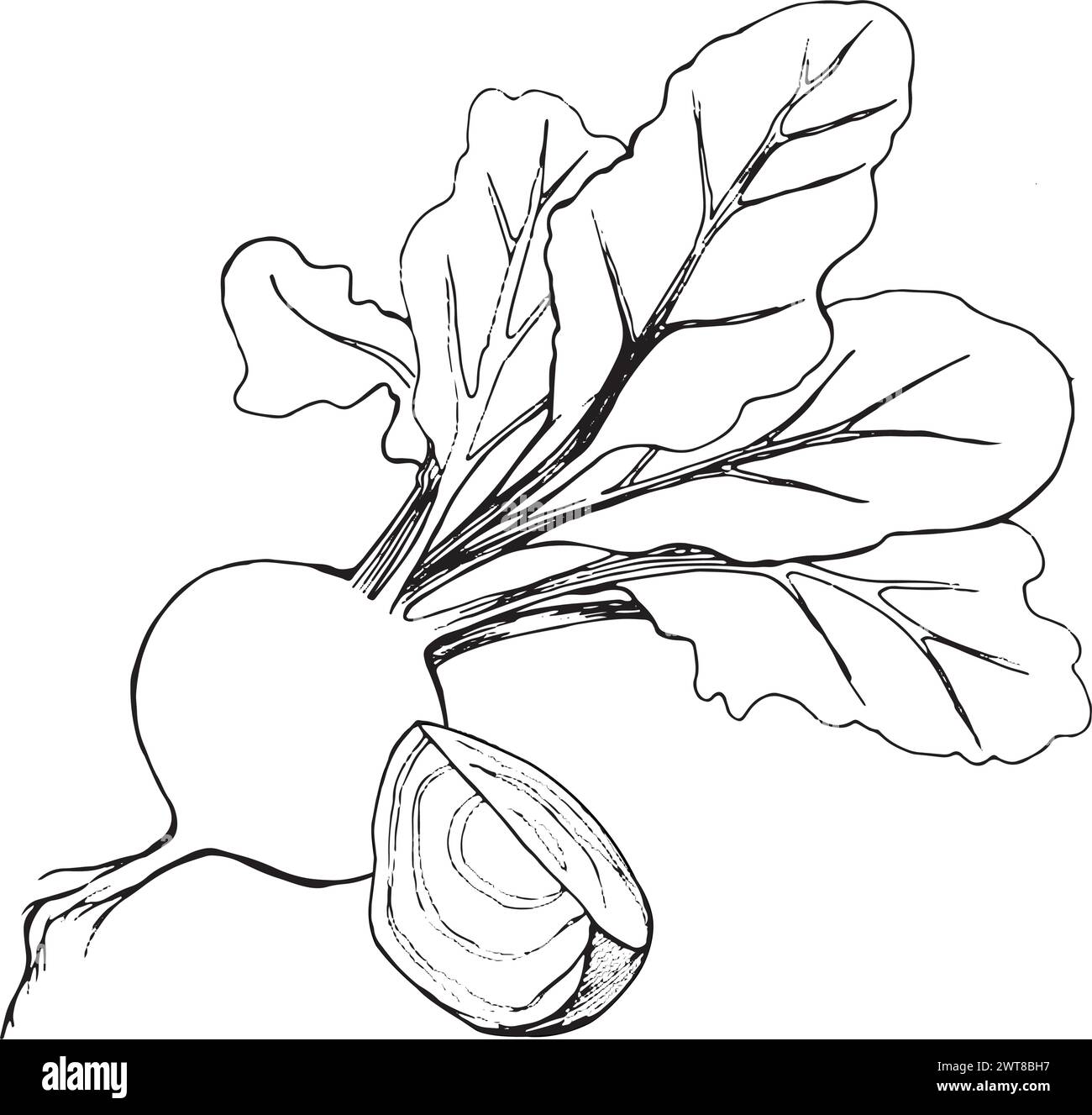 Vektorabbildung. Rote Bete mit Oberteilen, Rüben-Schicht in schwarzer Umrandung im Vektor auf weißem Hintergrund gezeichnet. Geeignet zum Bedrucken auf Stoff und Papier Stock Vektor