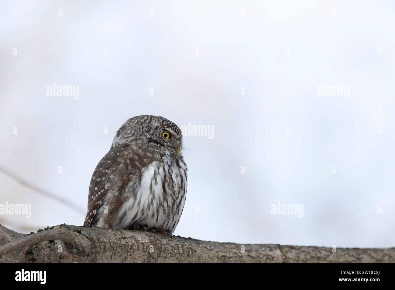 Eurasische Zwergkauz sitzt am Frühlingstag auf einem Baumzweig Stockfoto
