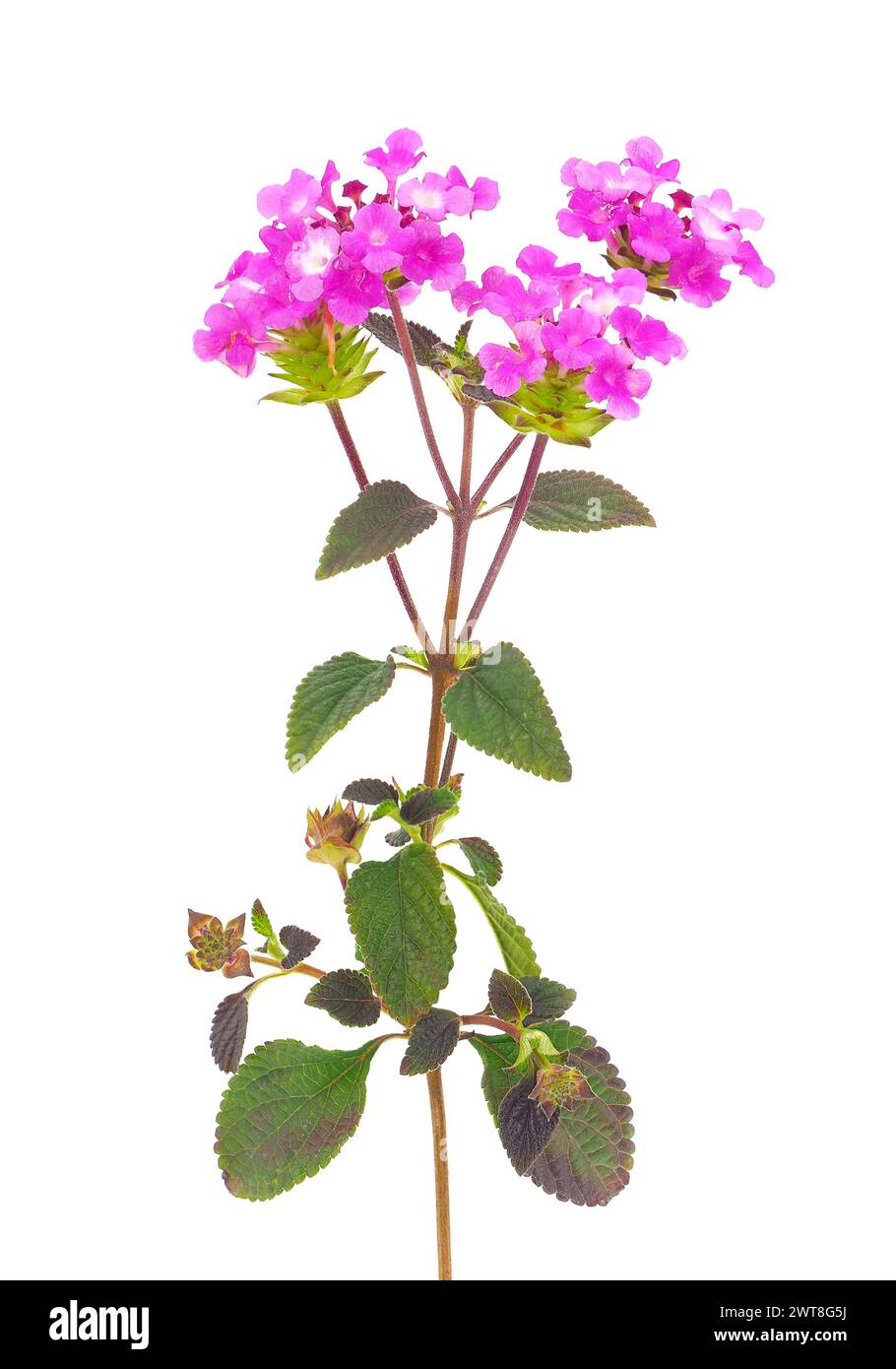 Nachlaufende lantana-Pflanze, isoliert auf weißem Hintergrund, Lantana montevidensis Stockfoto