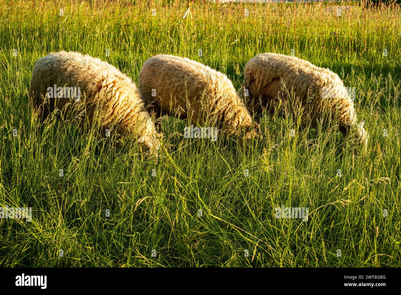 Schafe auf einer Wiese im Abendlicht, Schwäbische Alb, Münsingen, Baden-Württemberg, Deutschland. Stockfoto