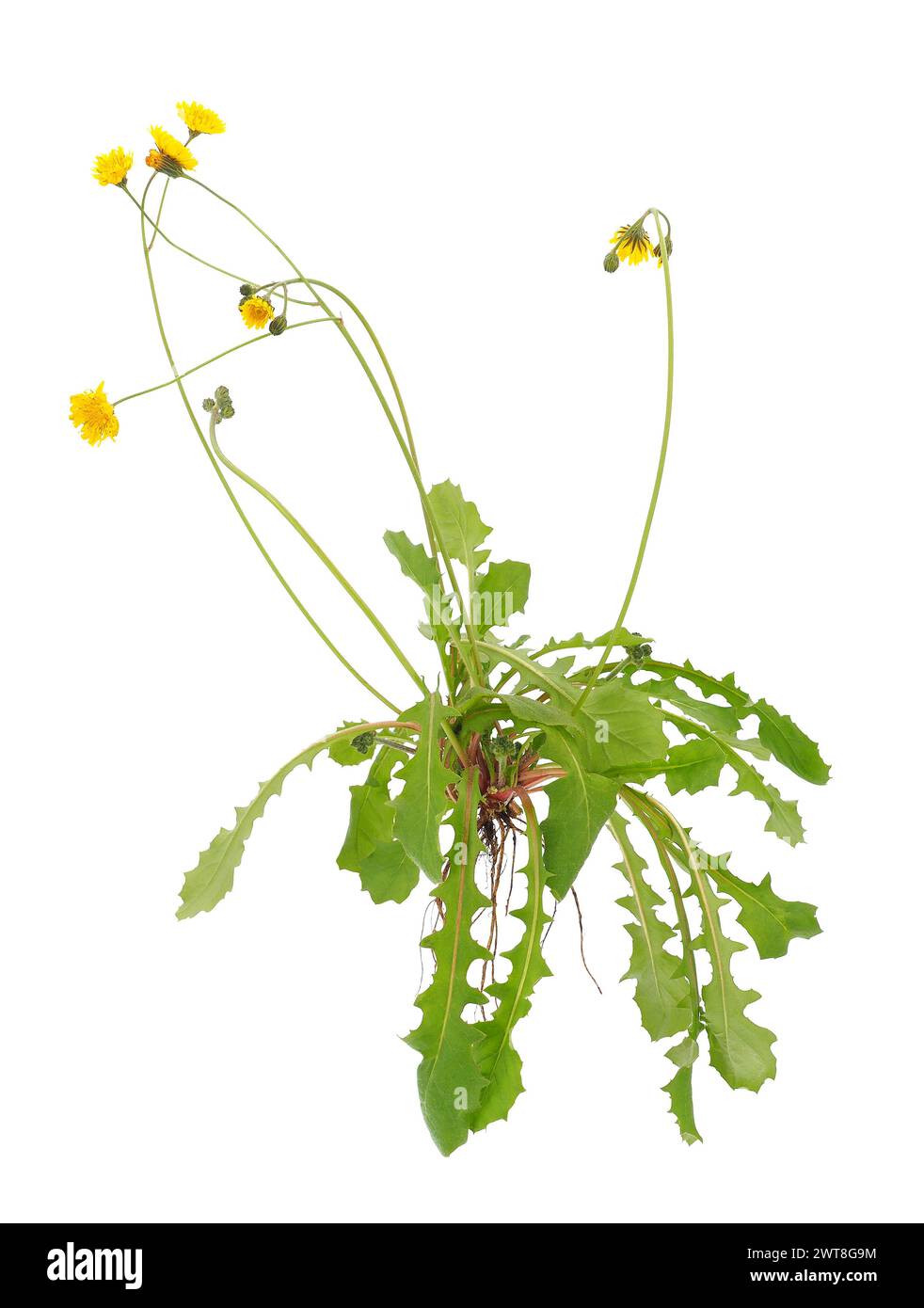 Heilige Karettbartpflanze isoliert auf weißem Hintergrund, Crepis sancta Stockfoto