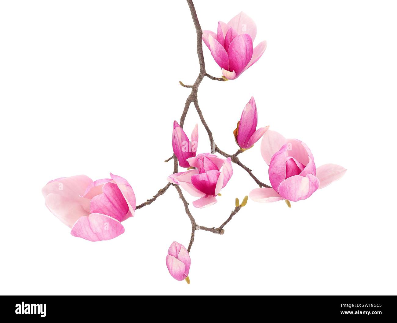 Blühende Untertasse Magnolienbaumzweig isoliert auf weißem Hintergrund, Magnolie x soulangeana Stockfoto
