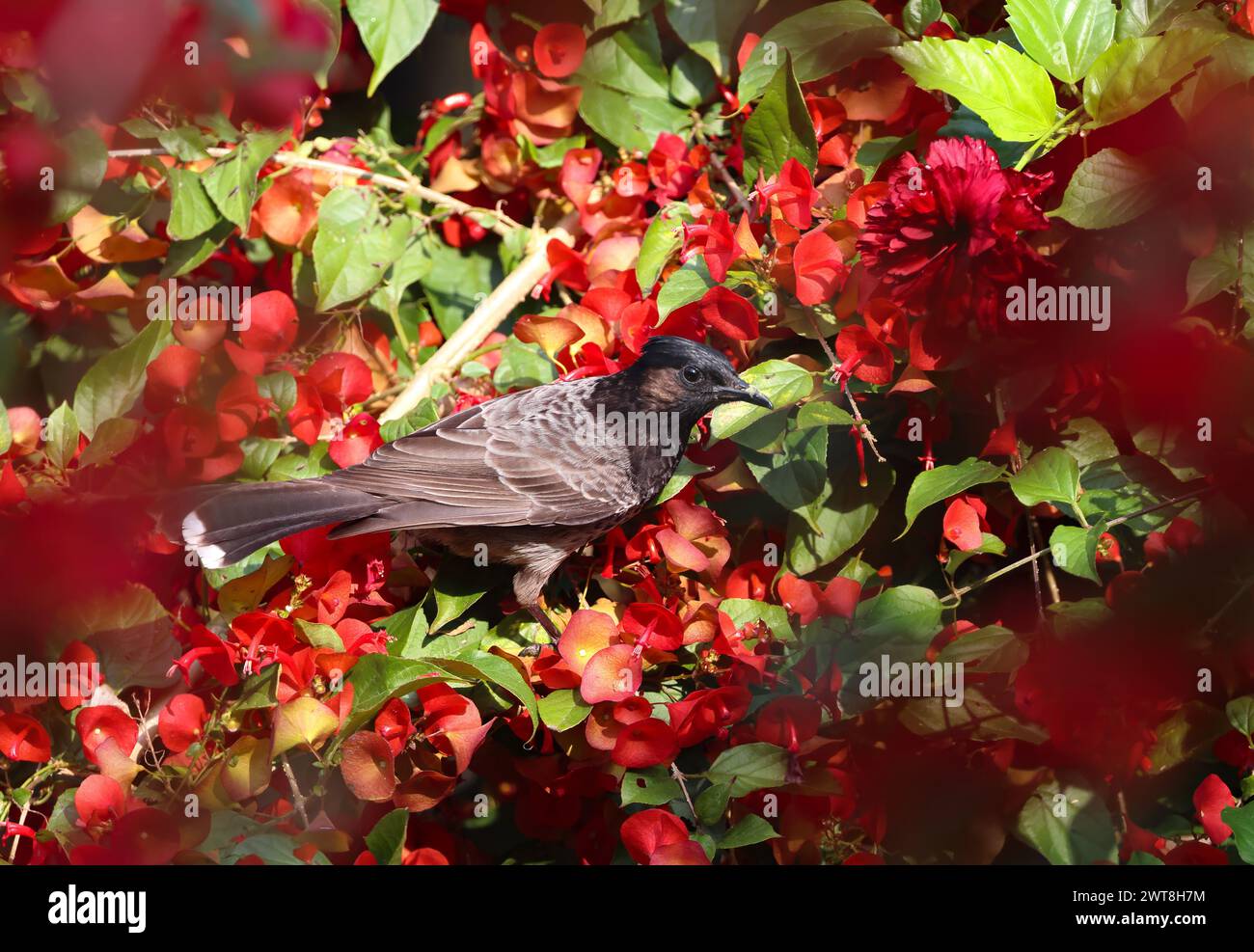 Rot belüfteter Bulbul auf Blume. Rotbelüfteter Bulbul ist ein Mitglied der Bulbul-Familie der Passanten. Stockfoto