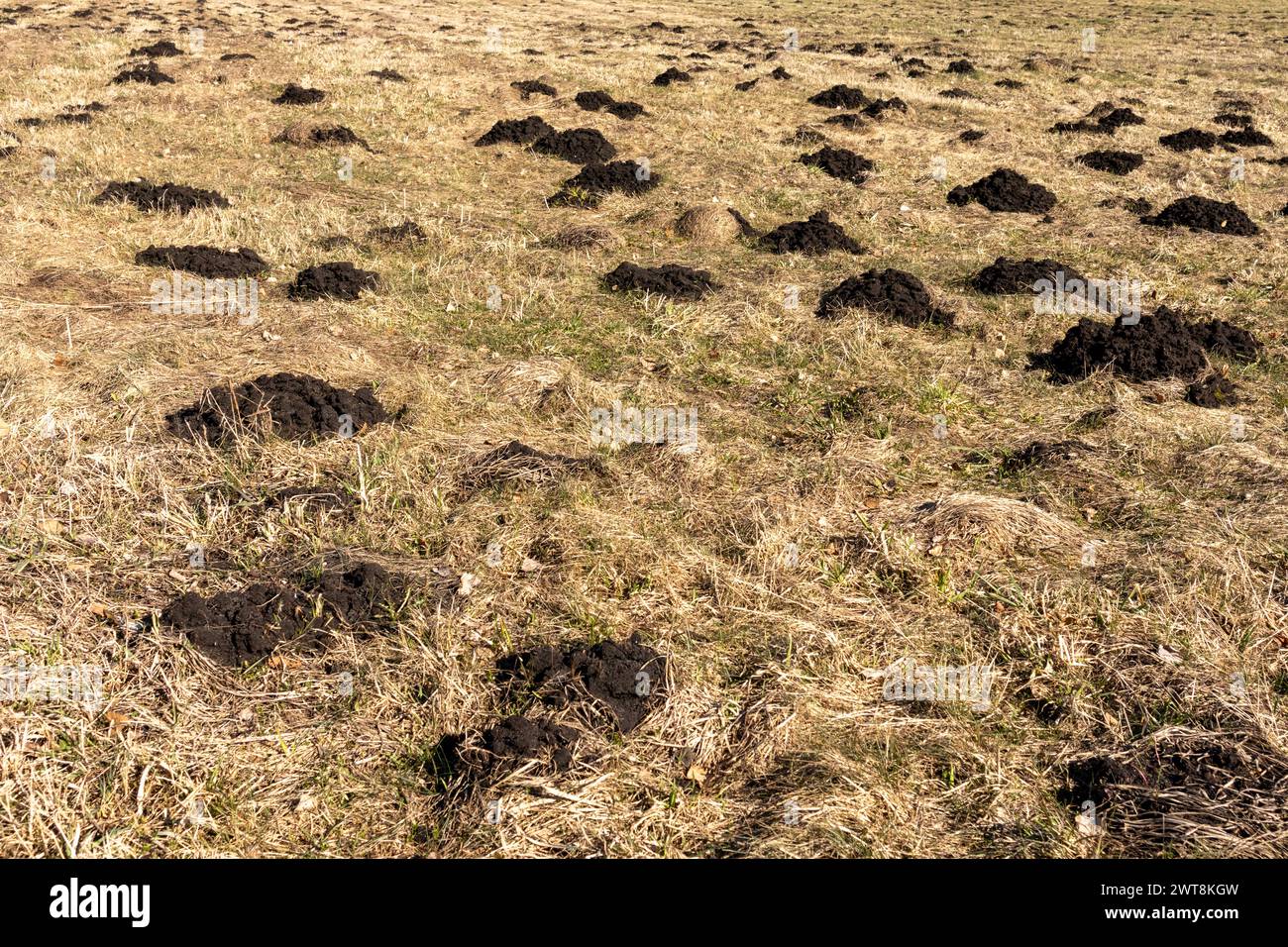 Schwarze Maulwürfe graben im Frühjahr auf Gras Stockfoto