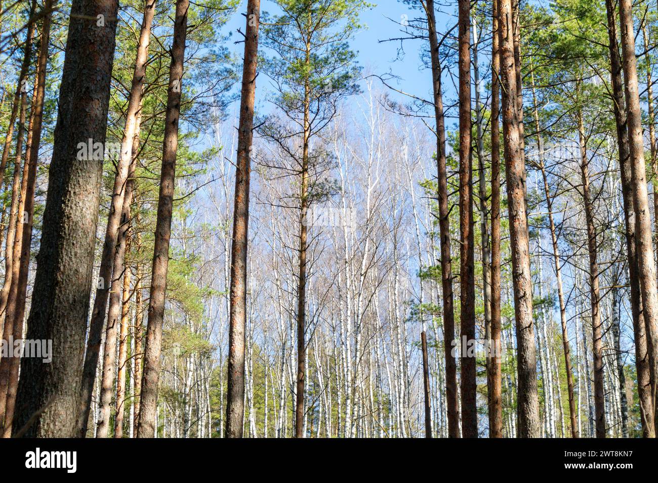 Dünne Baumstämme mit perspektivischem Blick auf den Himmel Stockfoto