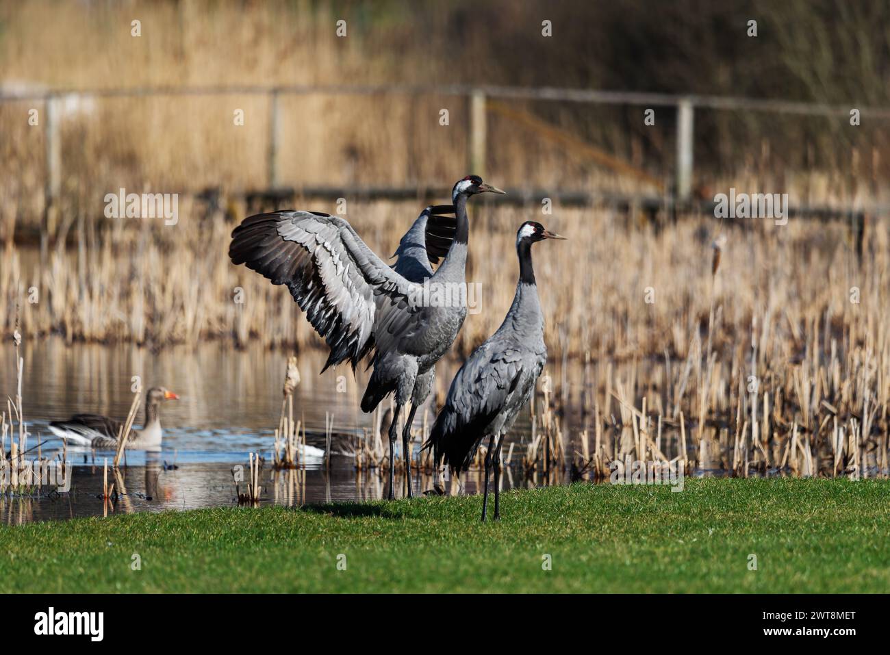 Gewöhnliche Kranvögel (Grus grus) , schlagende Flügel - selektiver Fokus Stockfoto
