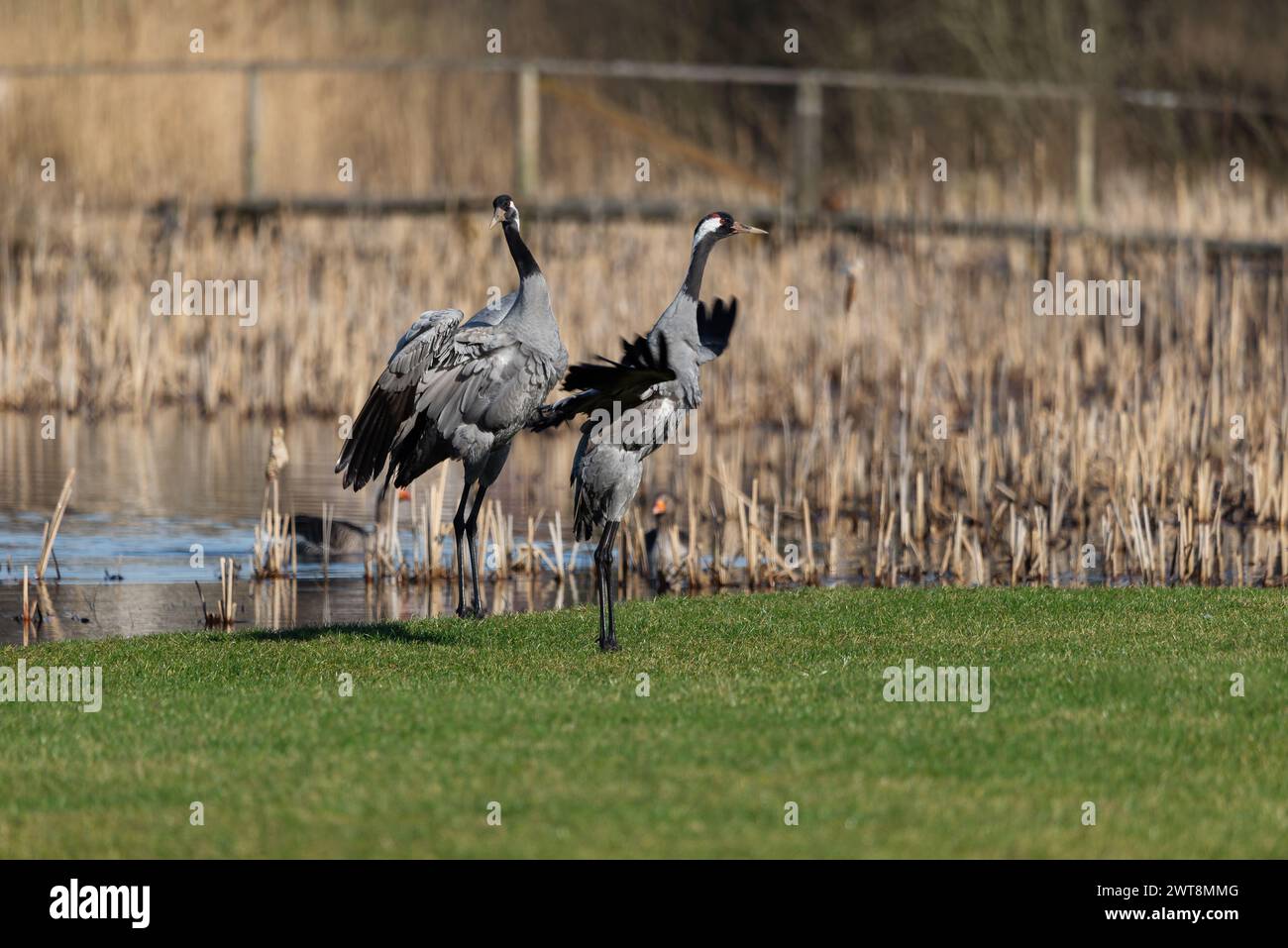 Gewöhnliche Kranvögel (Grus grus) , schlagende Flügel - selektiver Fokus Stockfoto