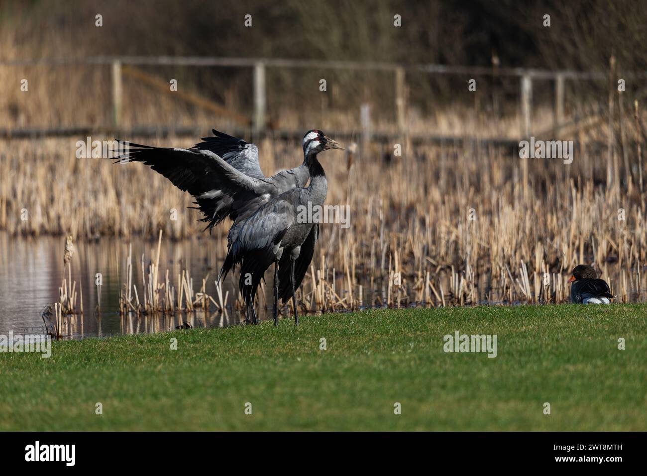 Gewöhnliche Kranvögel (Grus grus) , schlagende Flügel - selektiver Fokus Stockfoto