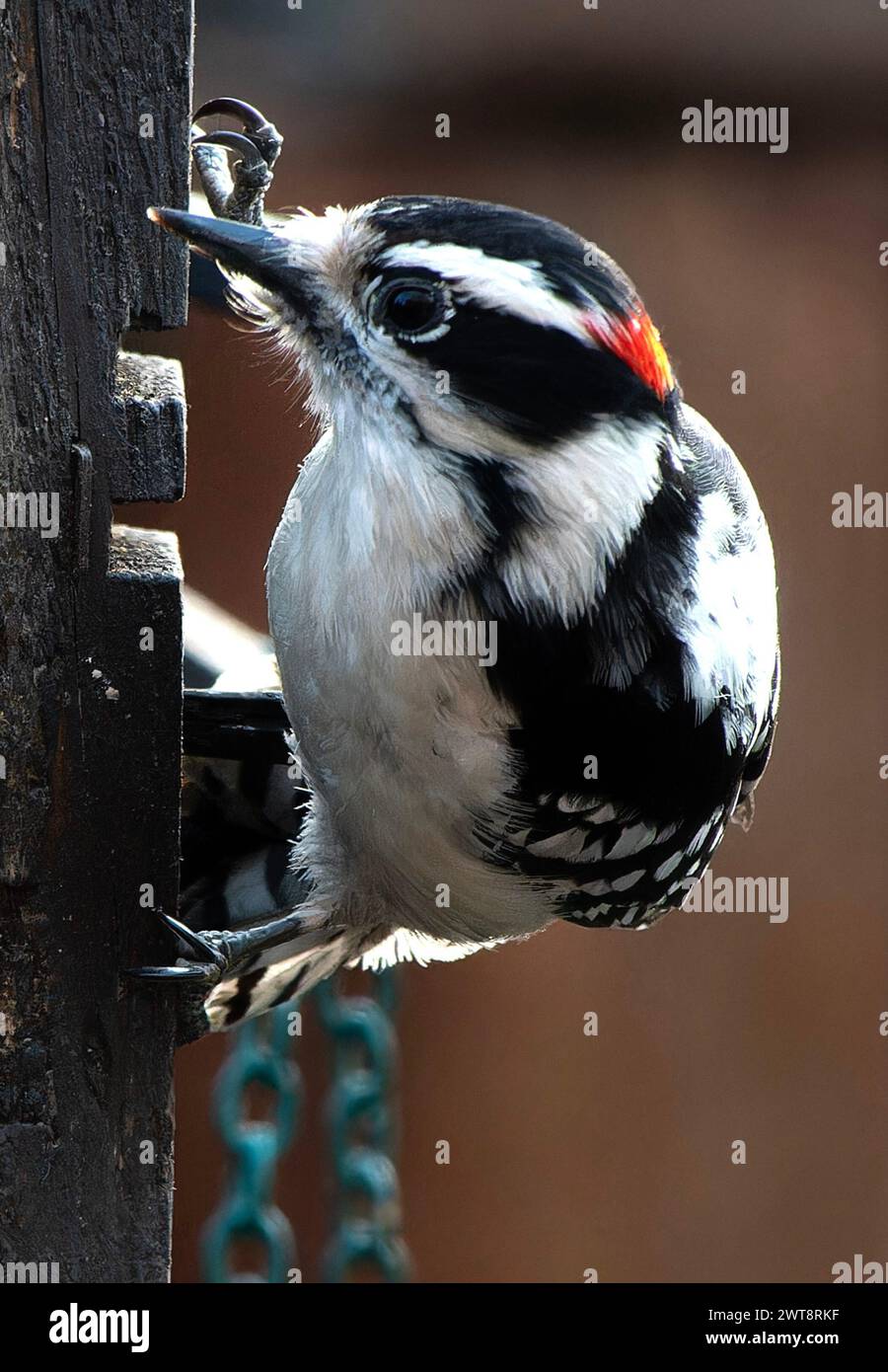 Ein Woodpecker kommt an Deck an Stockfoto