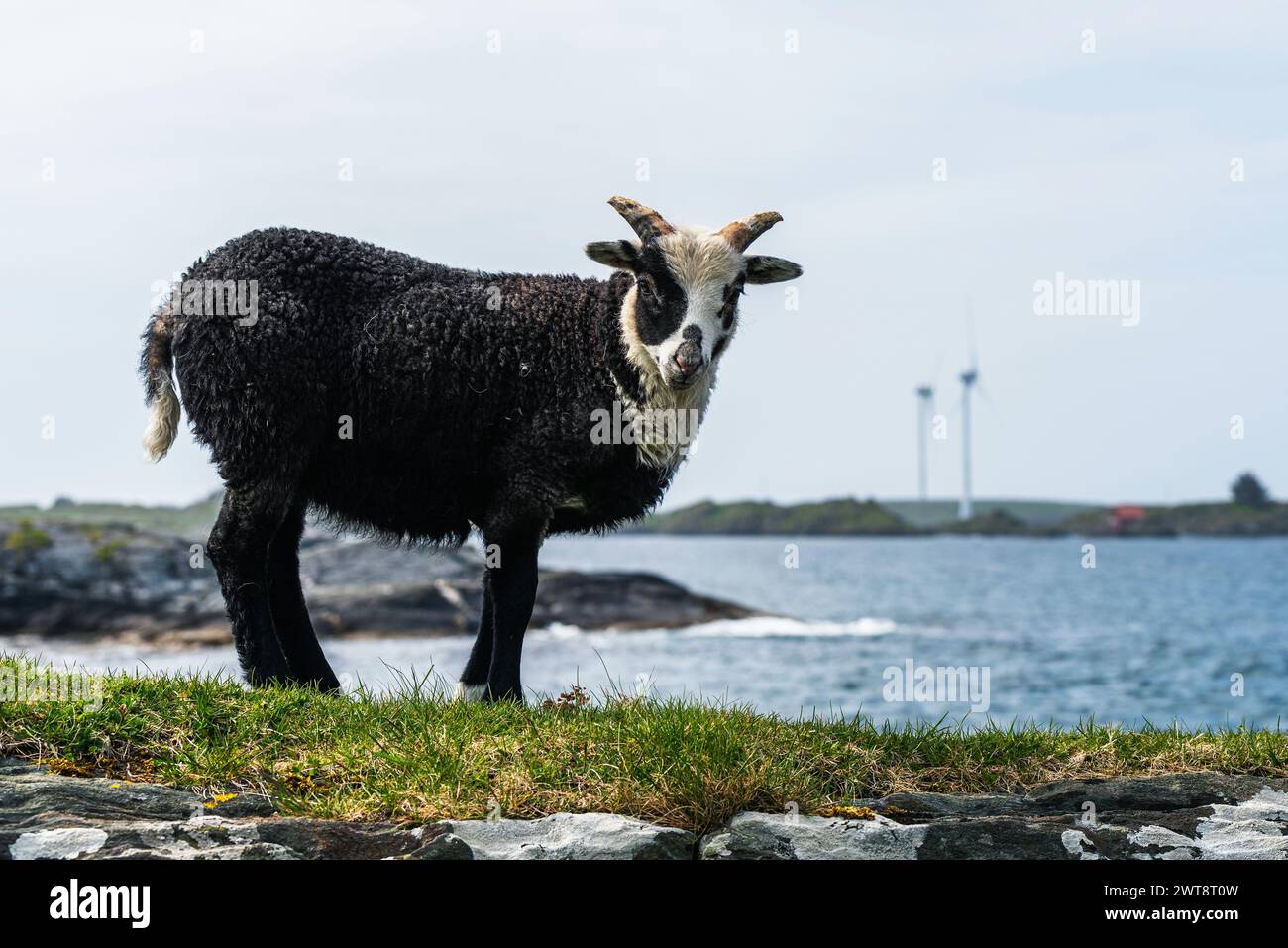 Wildschafe aus Haraldshaugen, HAUGESUND, NORWEGEN, Europa Stockfoto