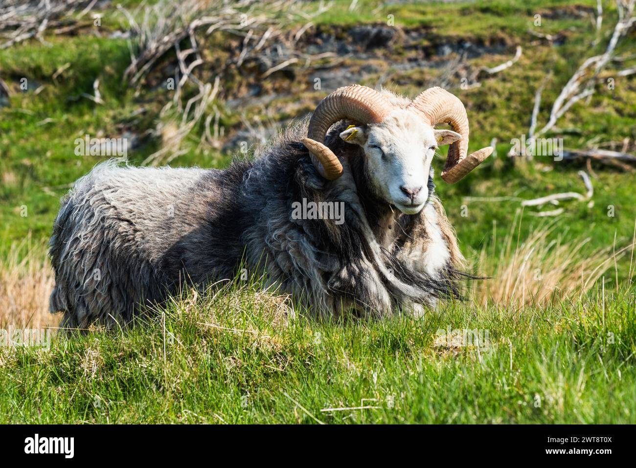 Wildschafe aus Haraldshaugen, HAUGESUND, NORWEGEN, Europa Stockfoto